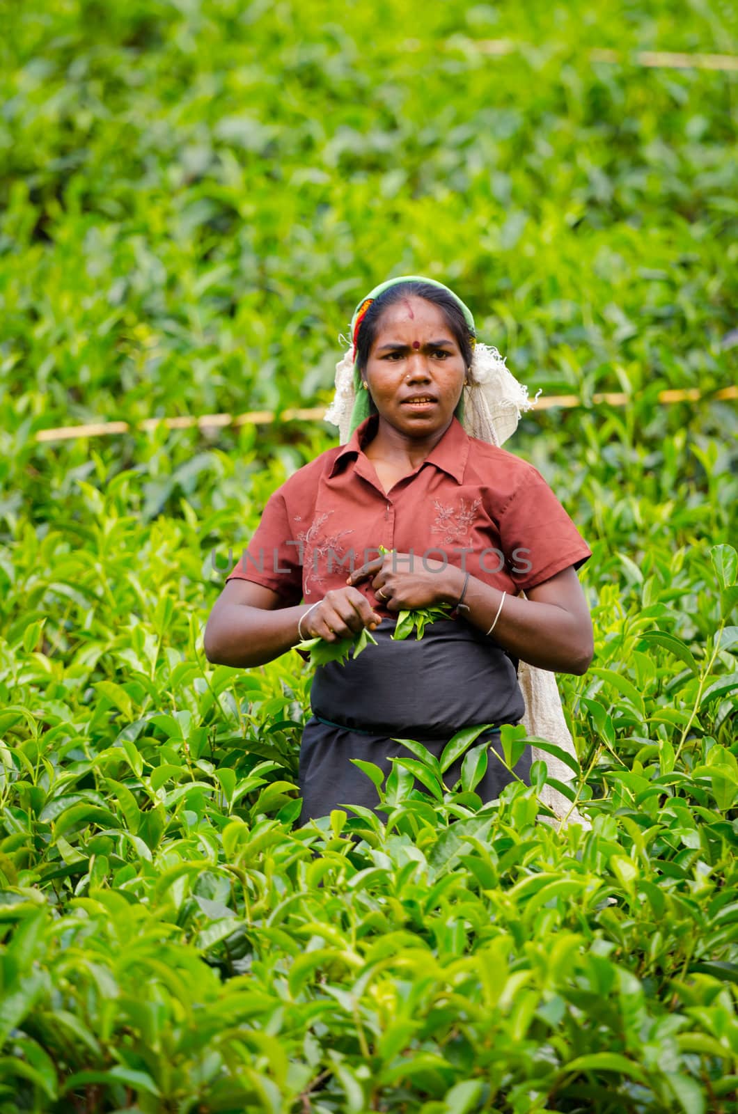 Nuwara Eliya, Sri Lanka - December 8, 2011:  Indian woman picks in tea leaves with green fields on background. Selective focus on the woman.
