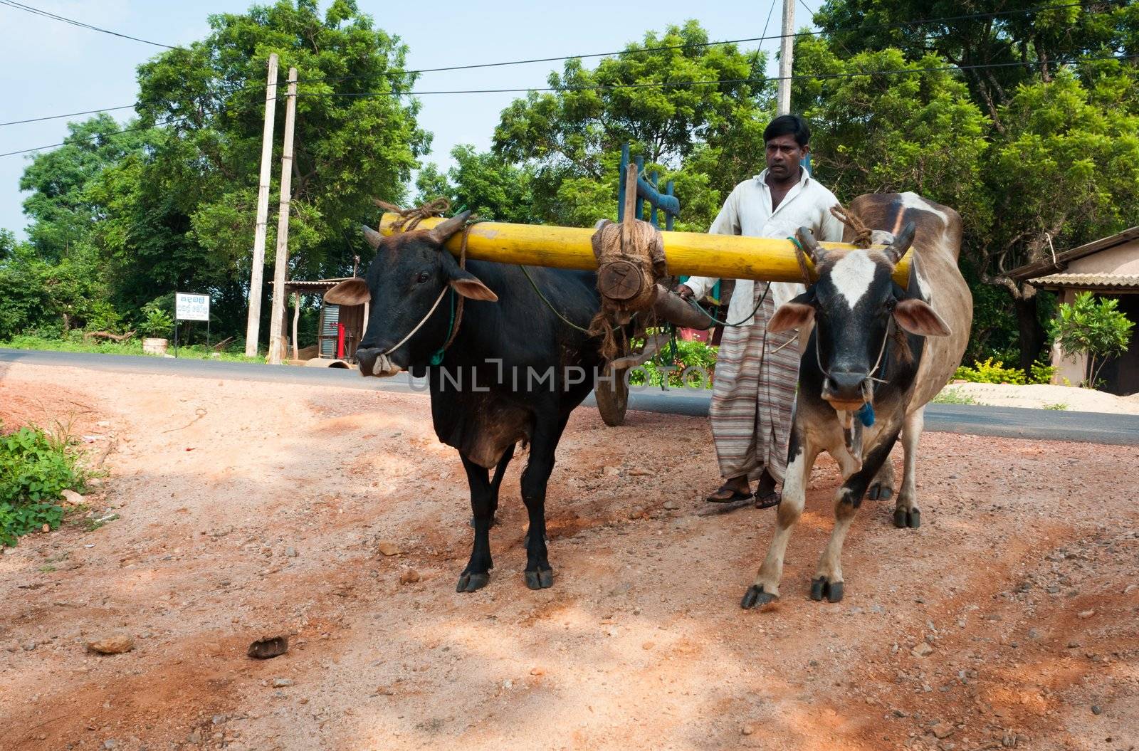 Traditional Sri Lankian yoke oxen wagon by iryna_rasko