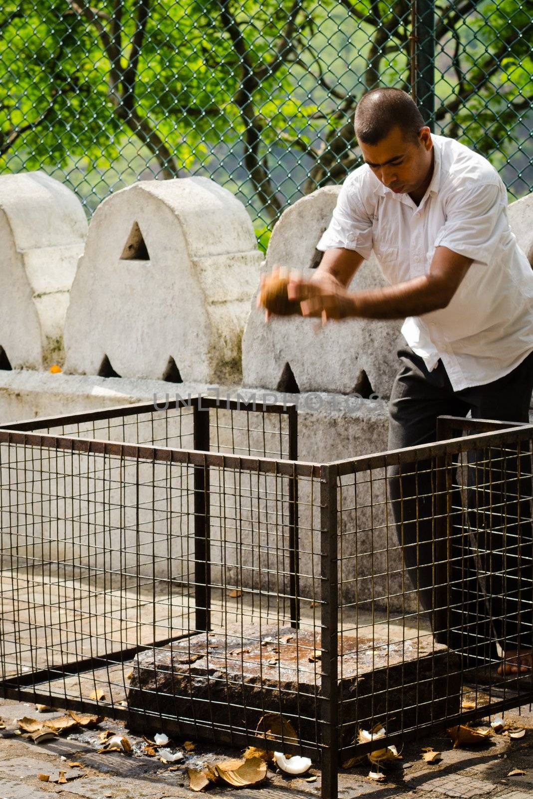 Dambulla, Sri Lanka - December 7, 2011: Man breaks a coconut to check his wishes in front of buddhist cave temple. Damsulla is a sacred place and Unesco world heritage site.