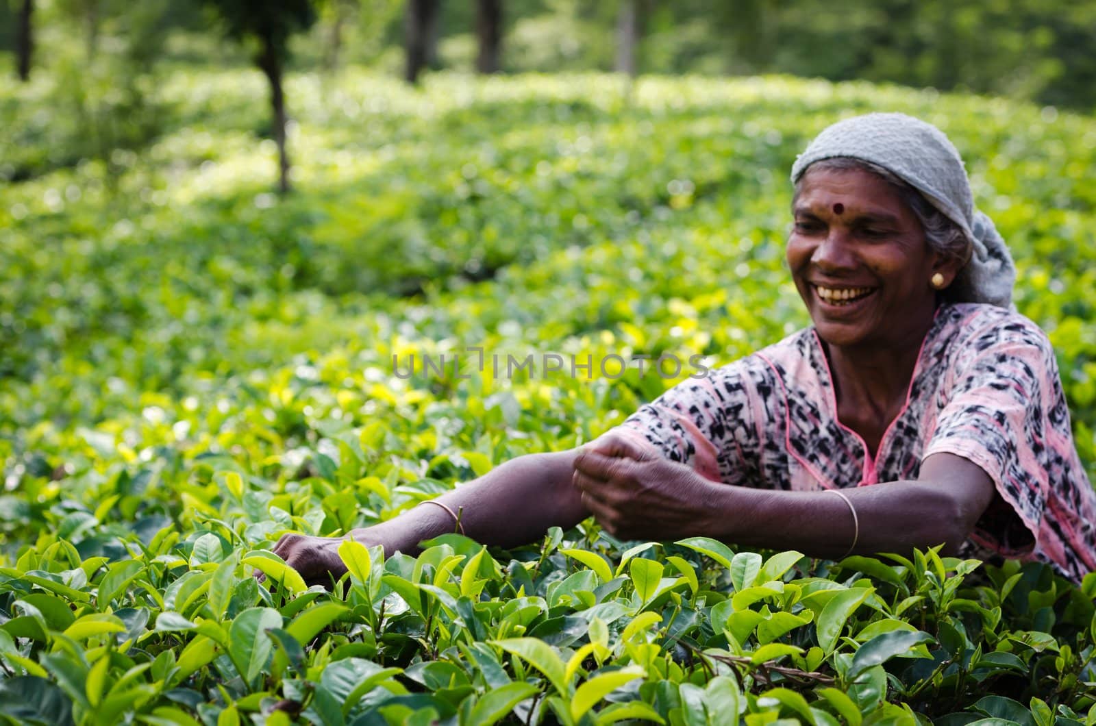 Nuwara Eliya, Sri Lanka - December 8, 2011:  Indian woman picks in tea leaves. Selective focus on the woman right hand.