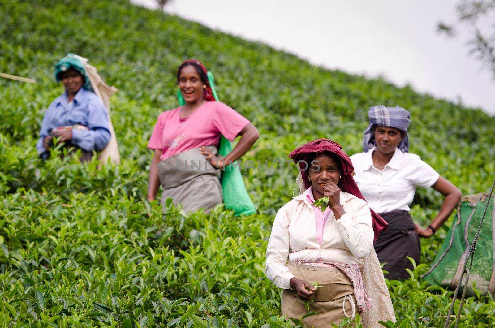 Nuwara Eliya, Sri Lanka - December 8, 2011:  Indian laughing tea pickers on green tea plantation