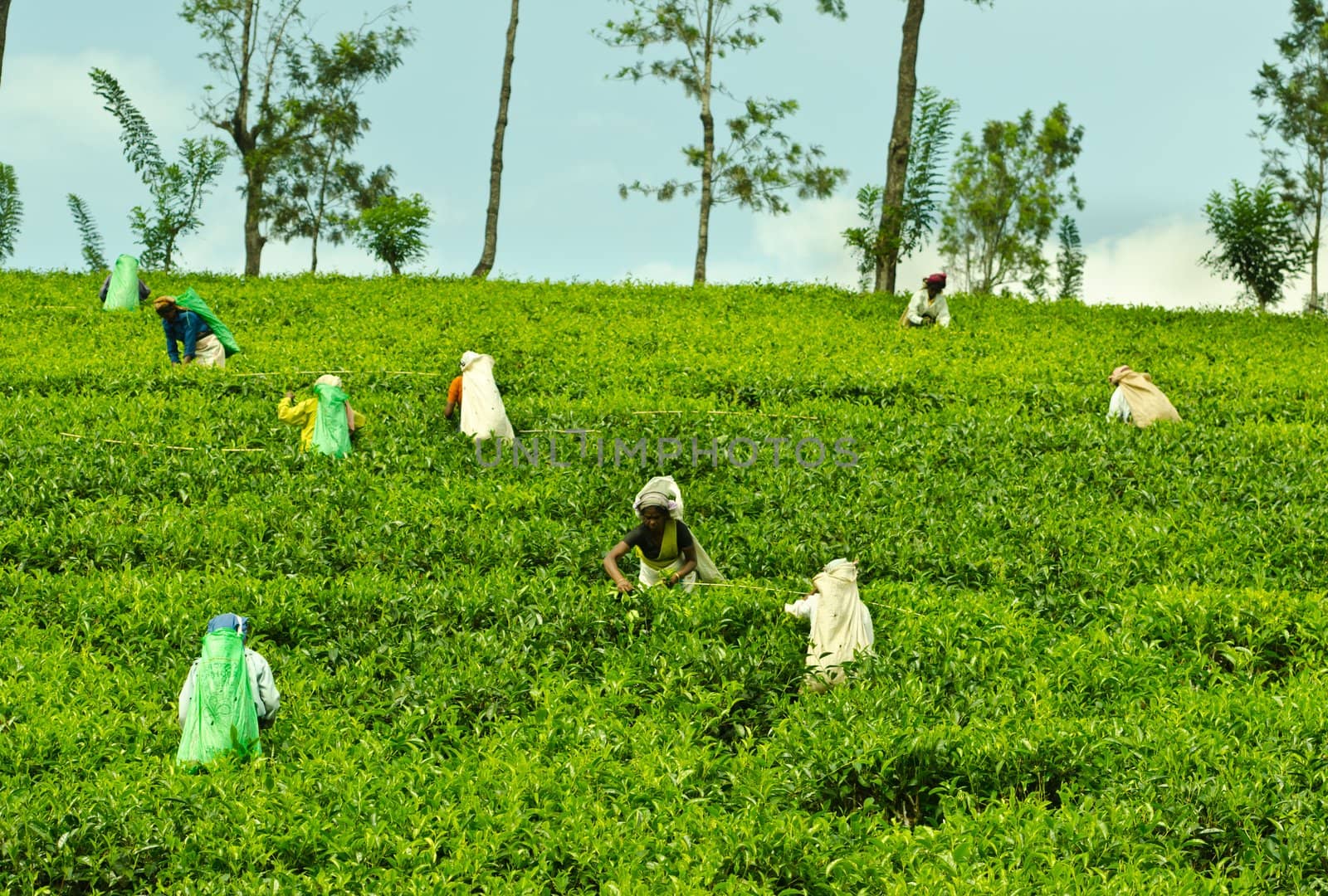 Nuwara Eliya, Sri Lanka - December 8, 2011:  Indian women pick in tea leaves with a green hill on background.