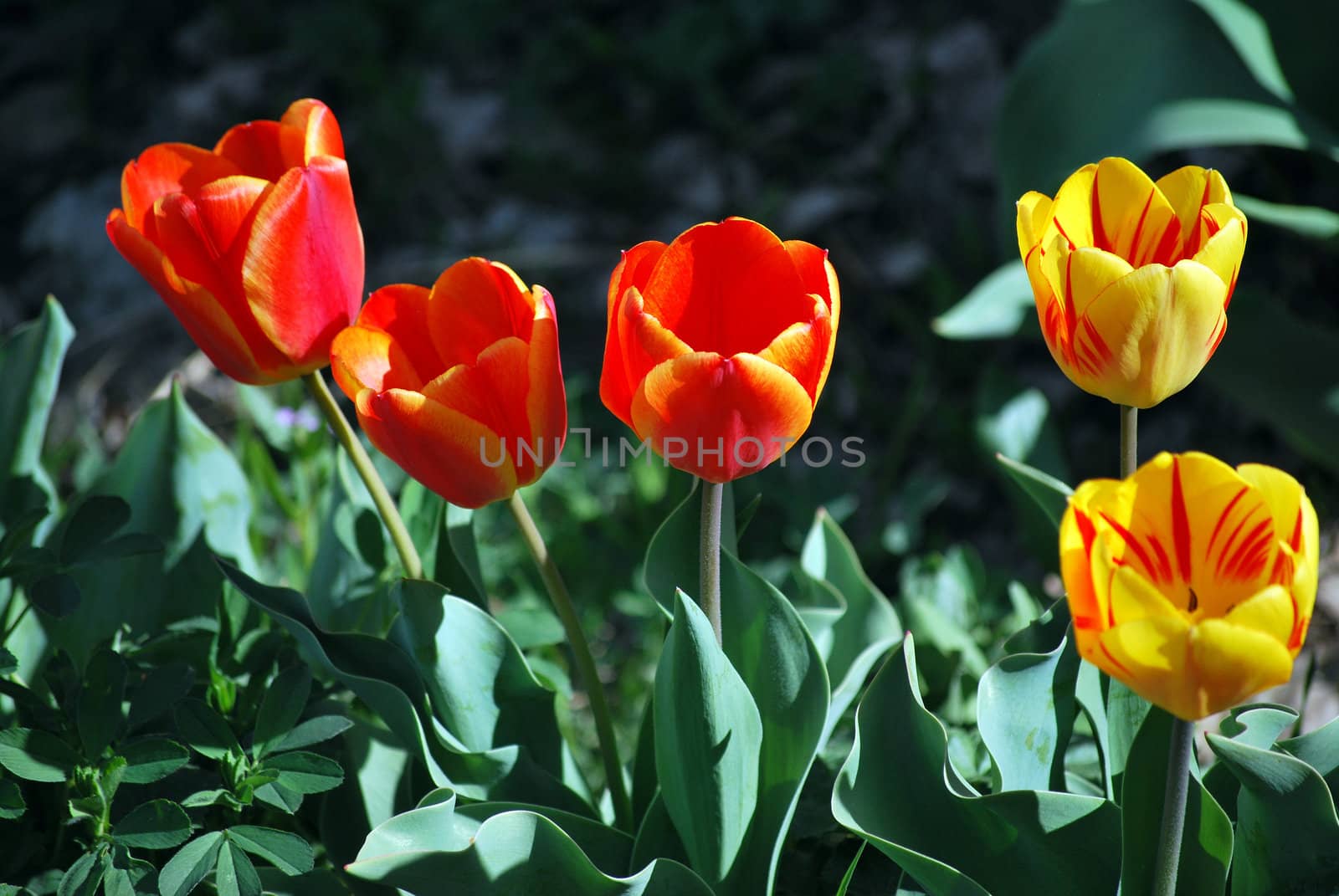 Tulips. by oscarcwilliams