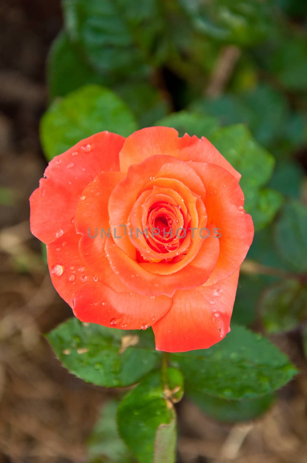 Orange rose