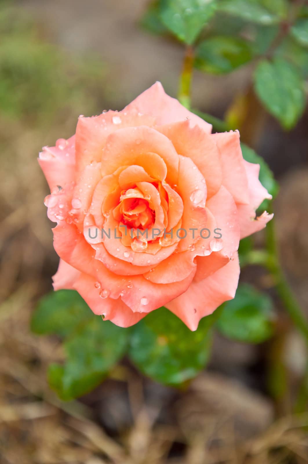 orange rose in  the garden