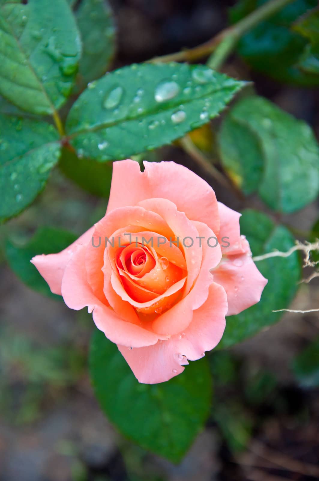 Orange rose by buffaloboy