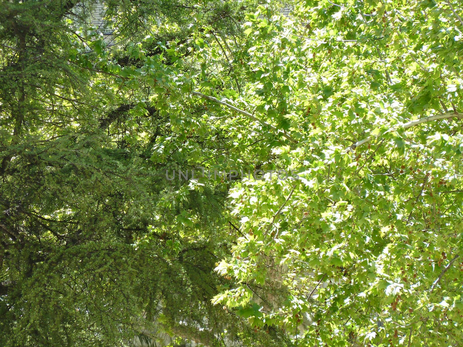 bright green trees in sunlight