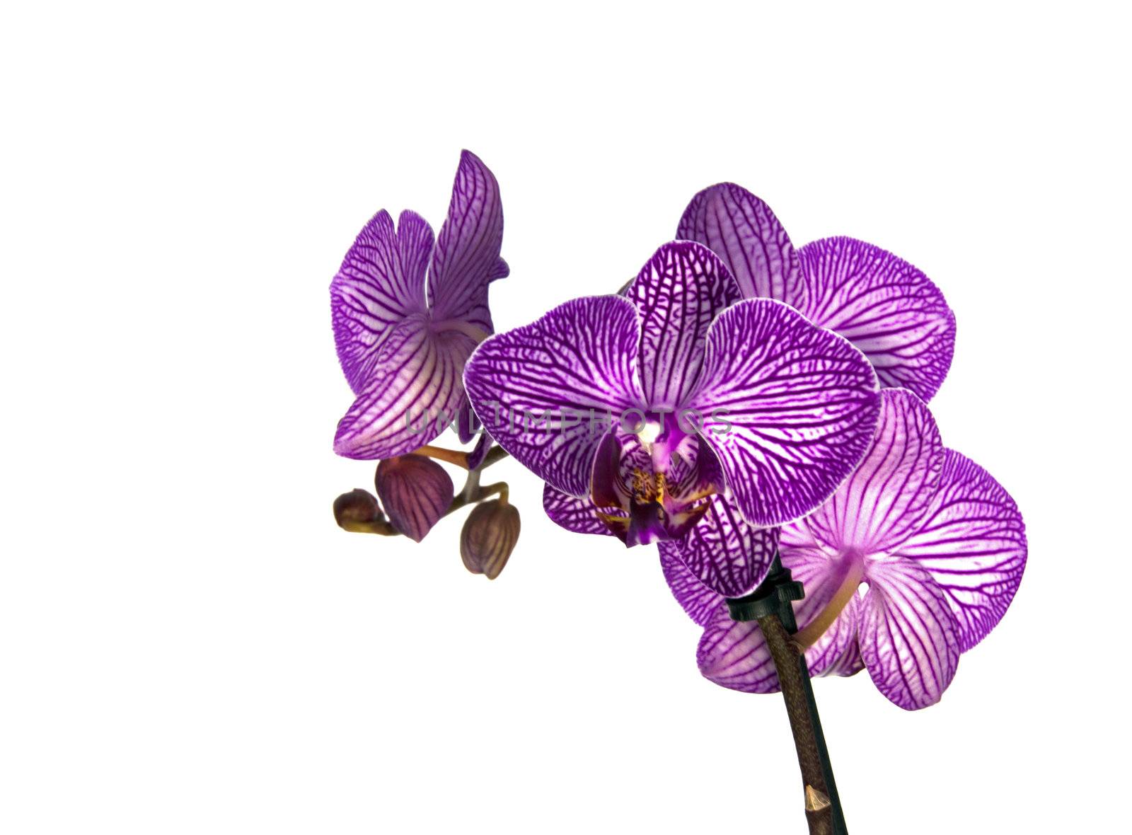 pink orchid  by compuinfoto