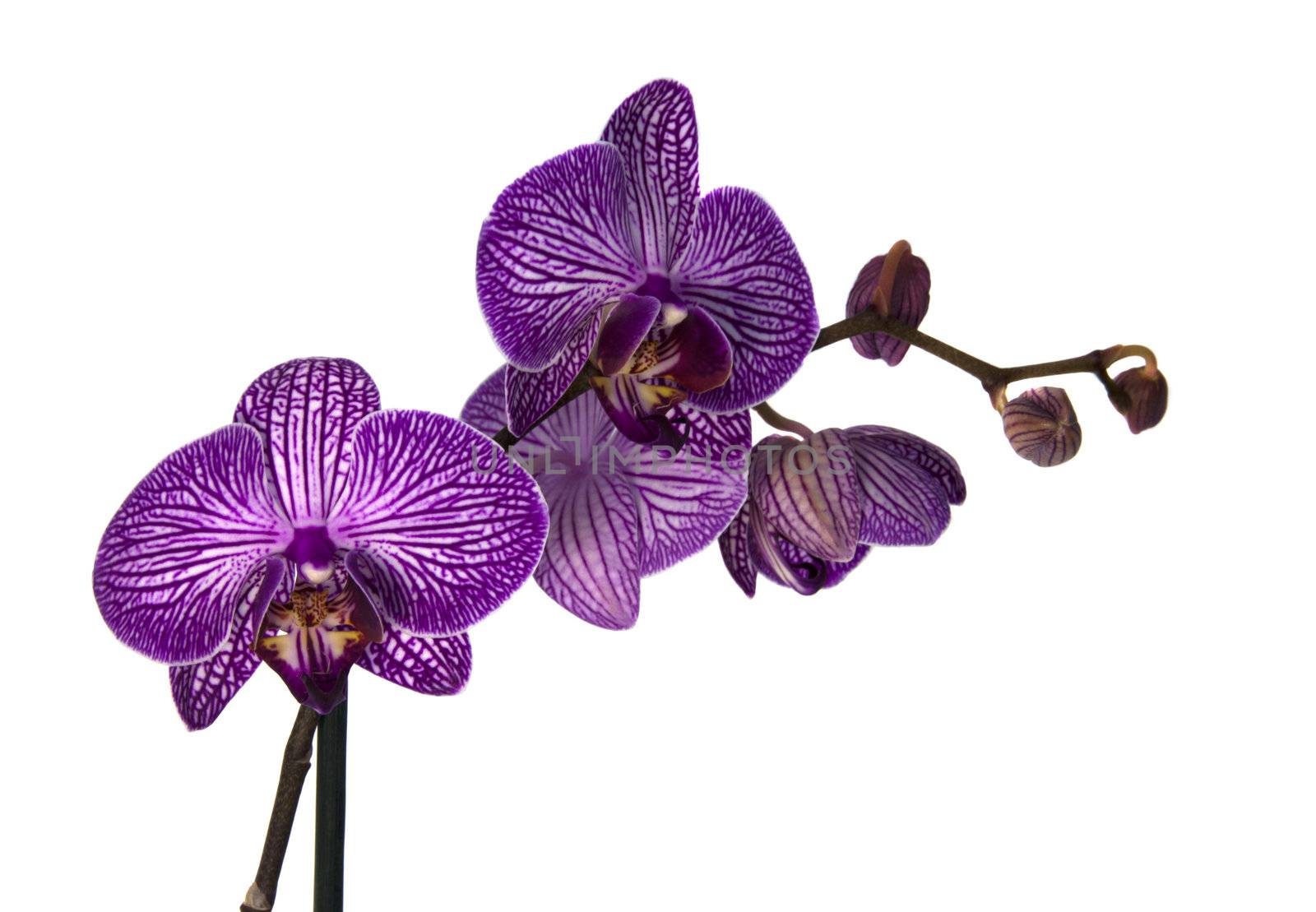 orchid by compuinfoto
