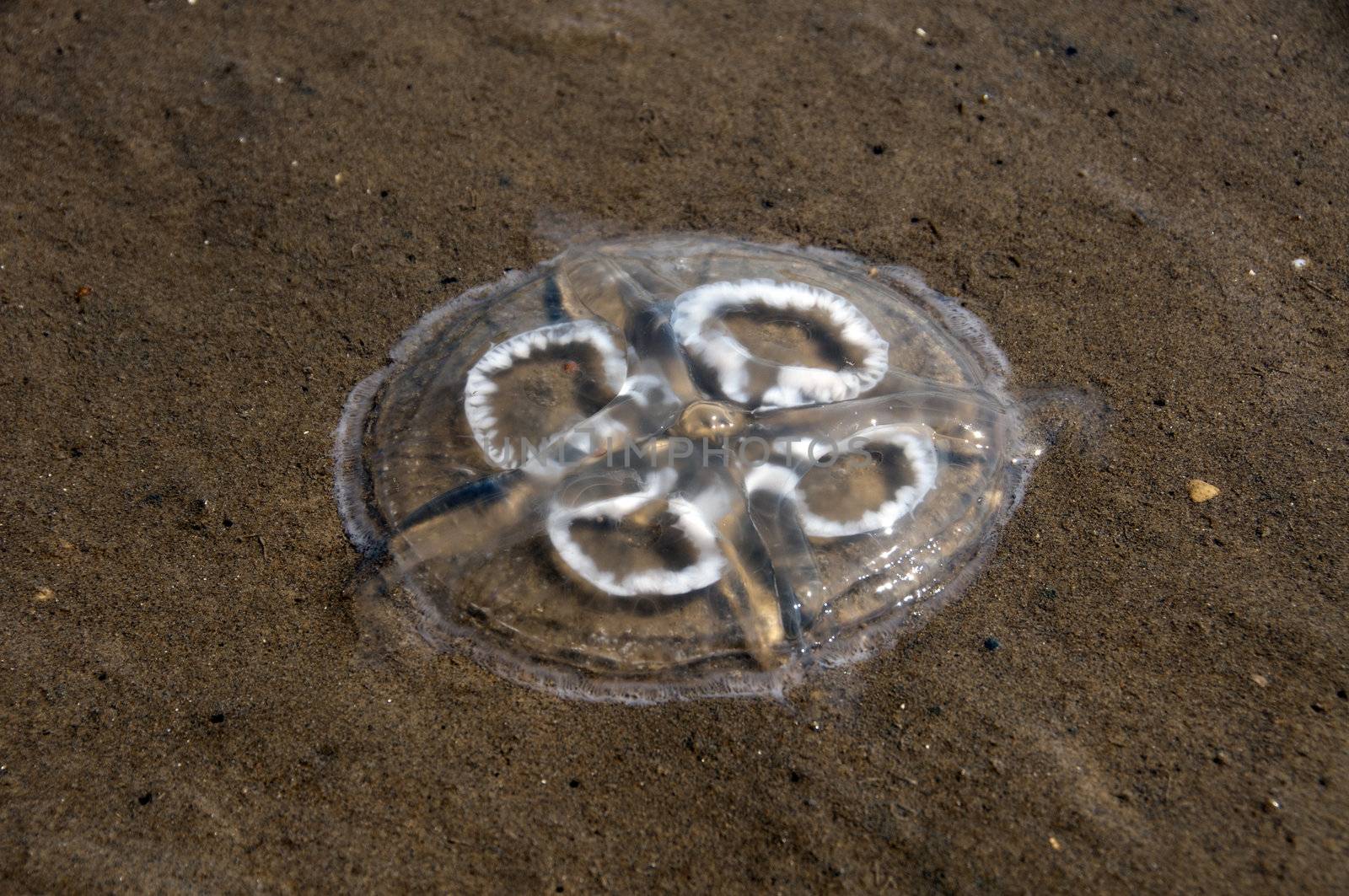 dead yellyfish on the beach