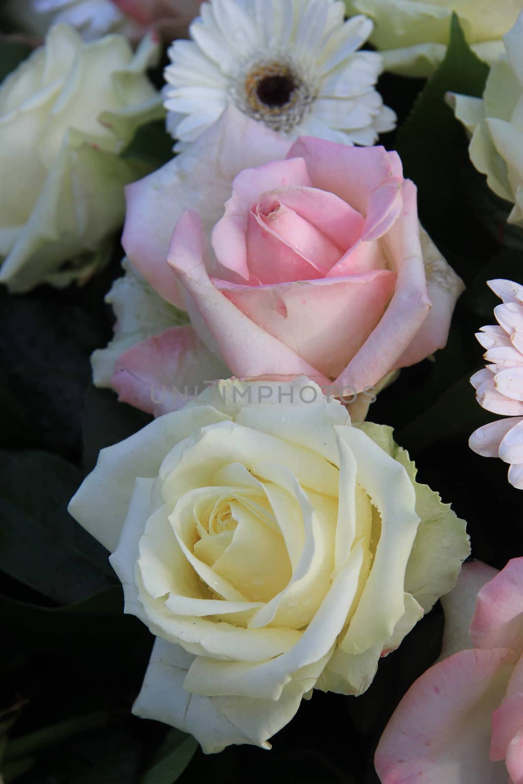 pink and white rose in a flower arrangement  by studioportosabbia