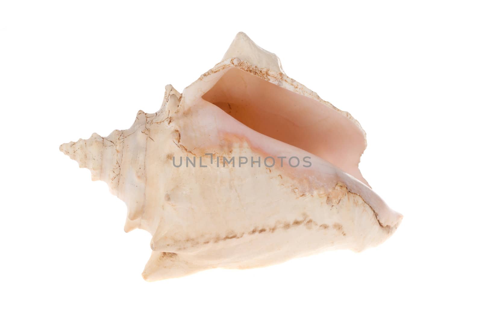 shell photo on the white background