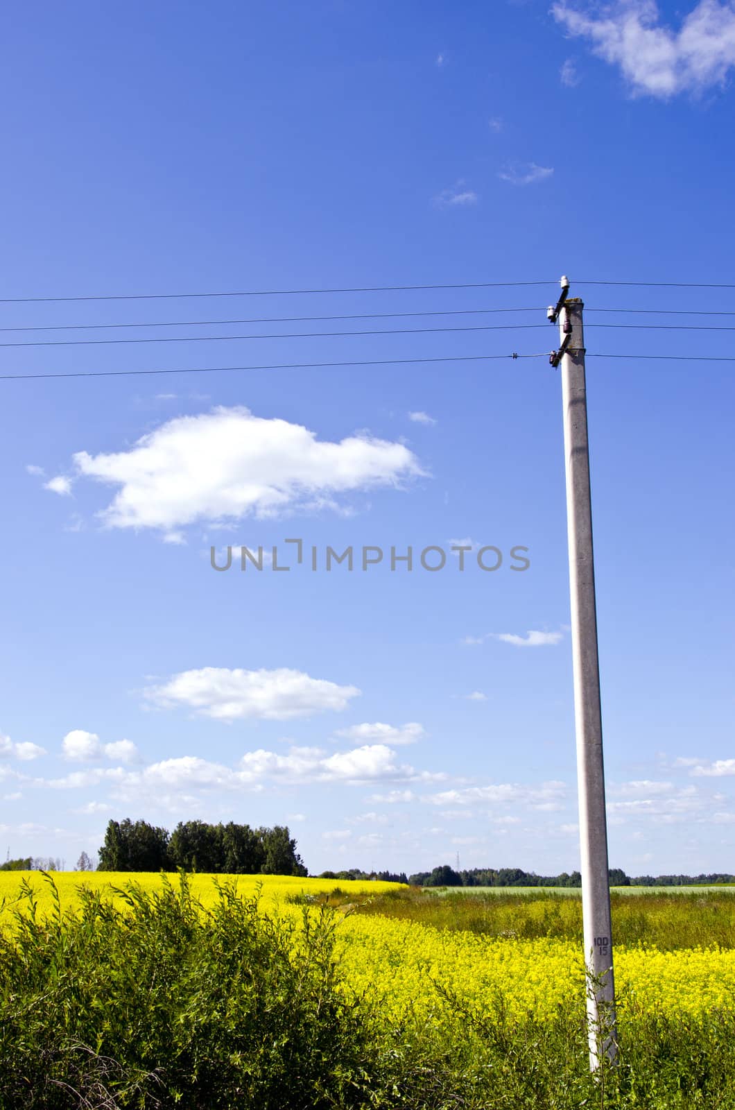 background of agricultural rapeseed fields and concrete electricity pole on background of blue sky.