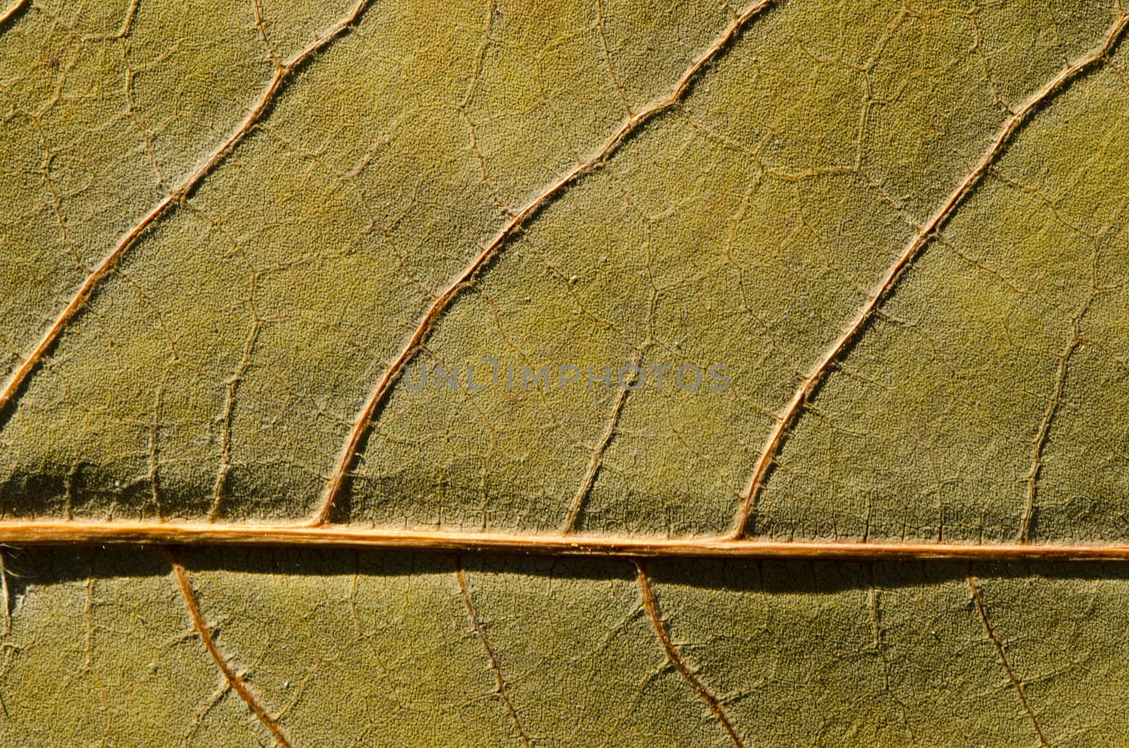 Background of autumn leaf textures and details. by sauletas