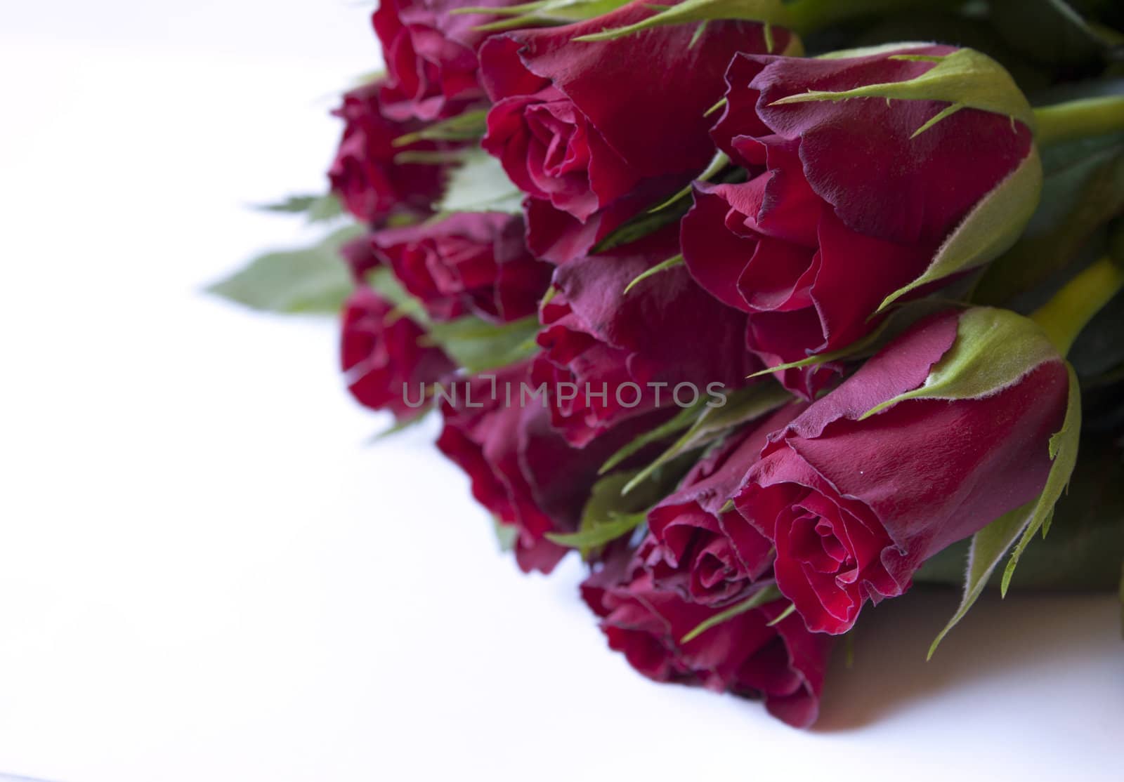 many beautiful red roses over white background