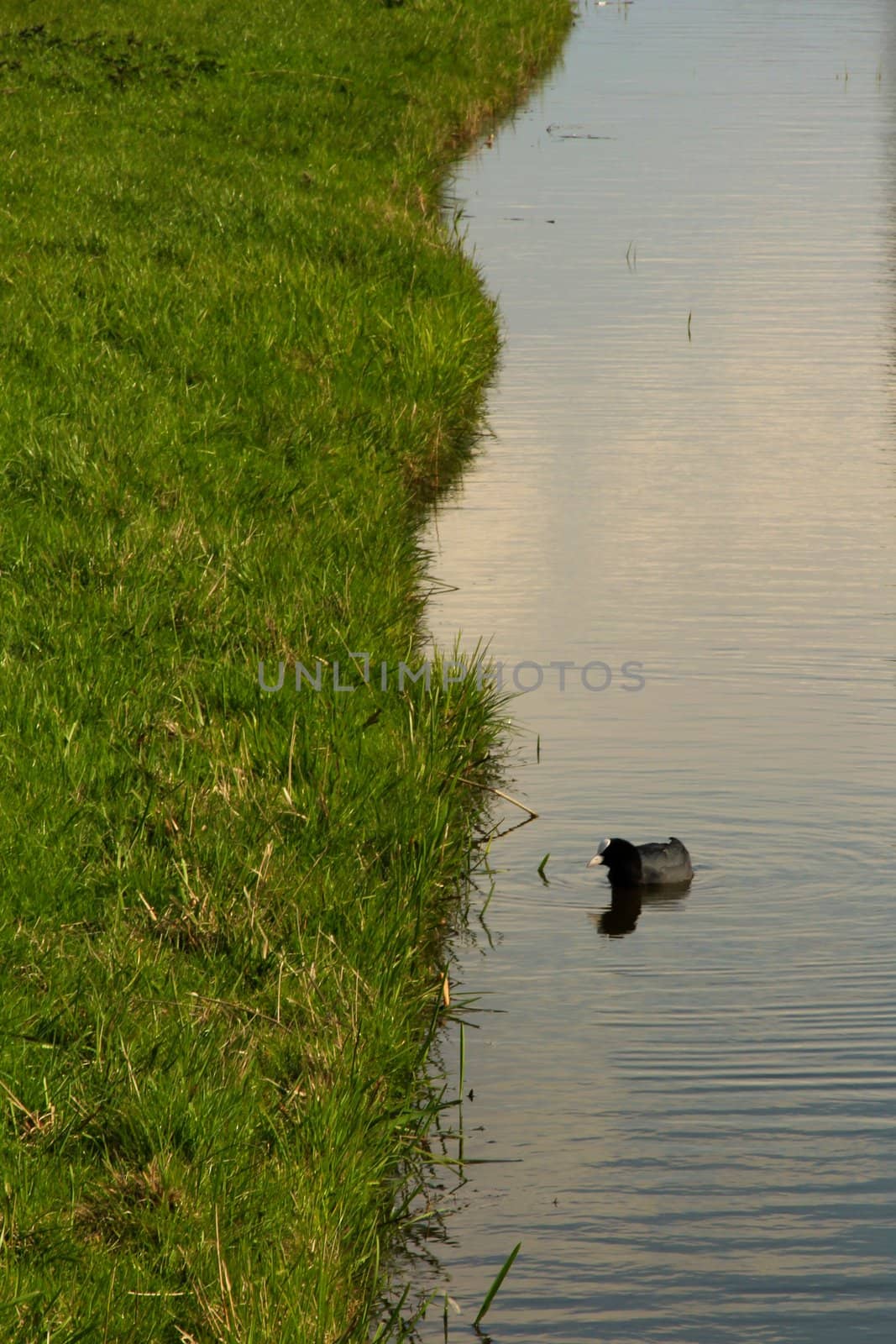 A Peaceful Coot Swimming by the Waters Edge in Marken, The Netherlands. Portrait Orientation.