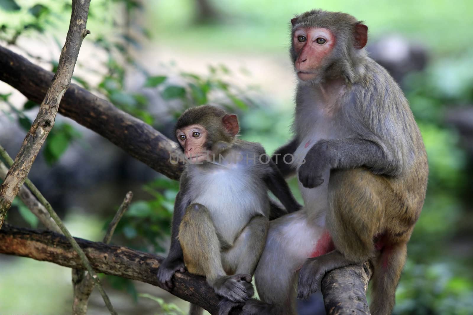 Portrait of the sad monkey. Park of monkeys in China