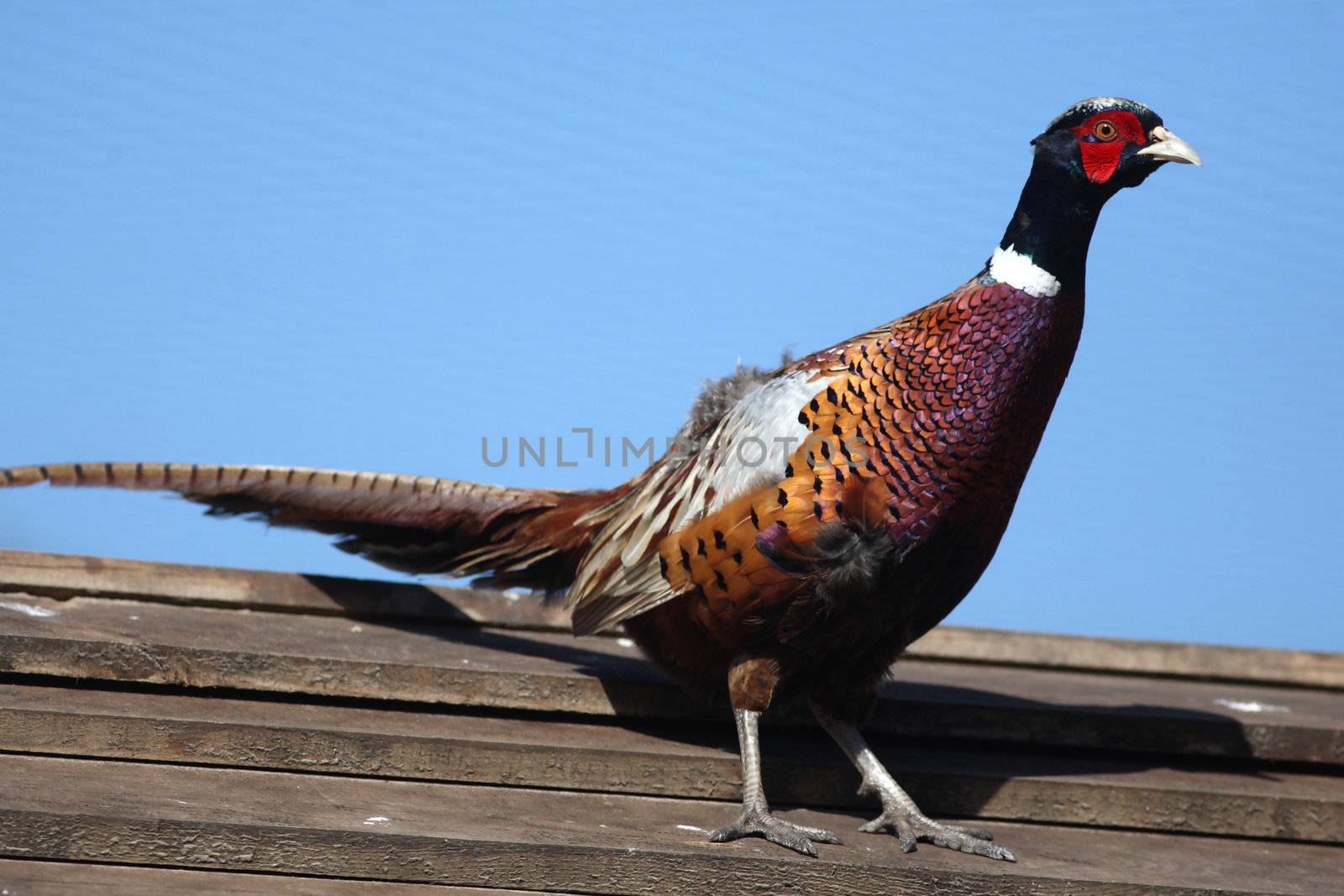 Pheasant walks on a wooden shed