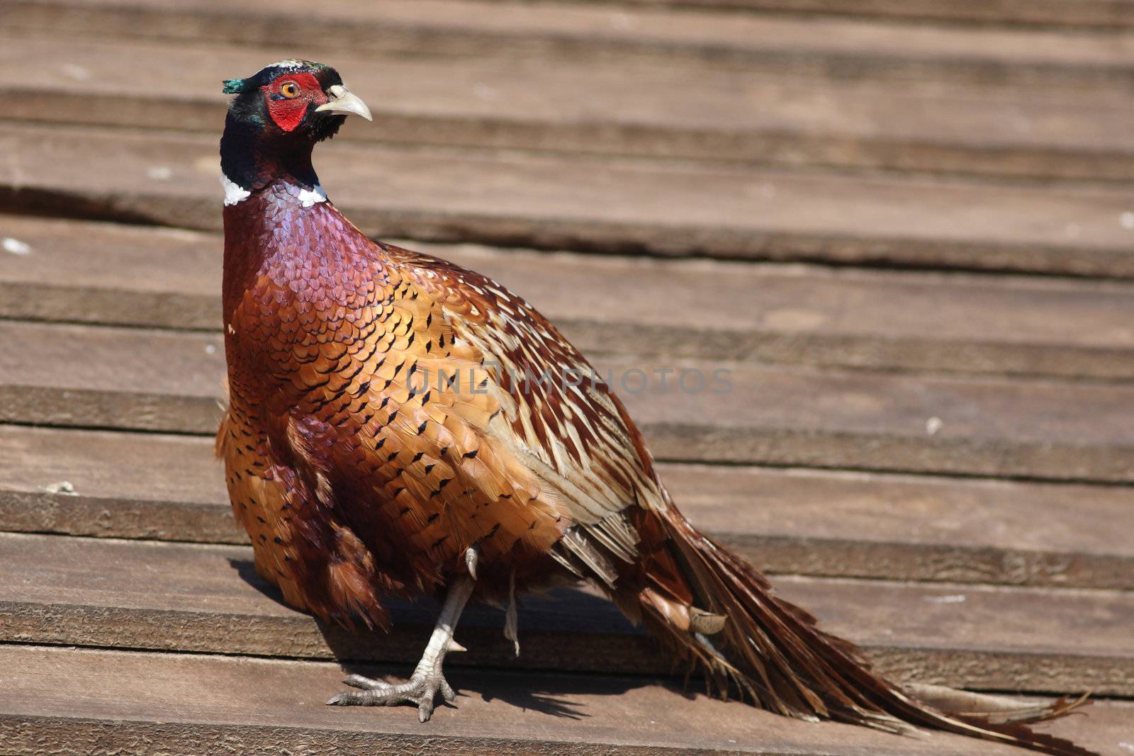 Pheasant walks on a wooden shed