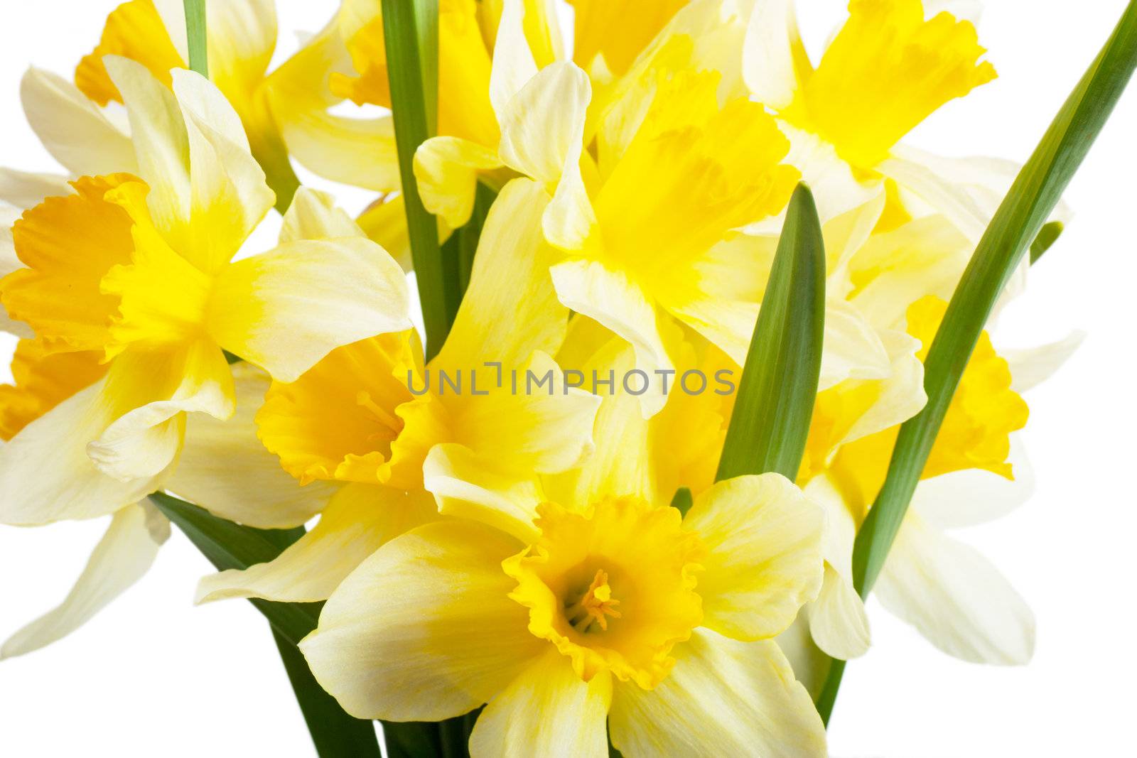 Narcissi by AGorohov