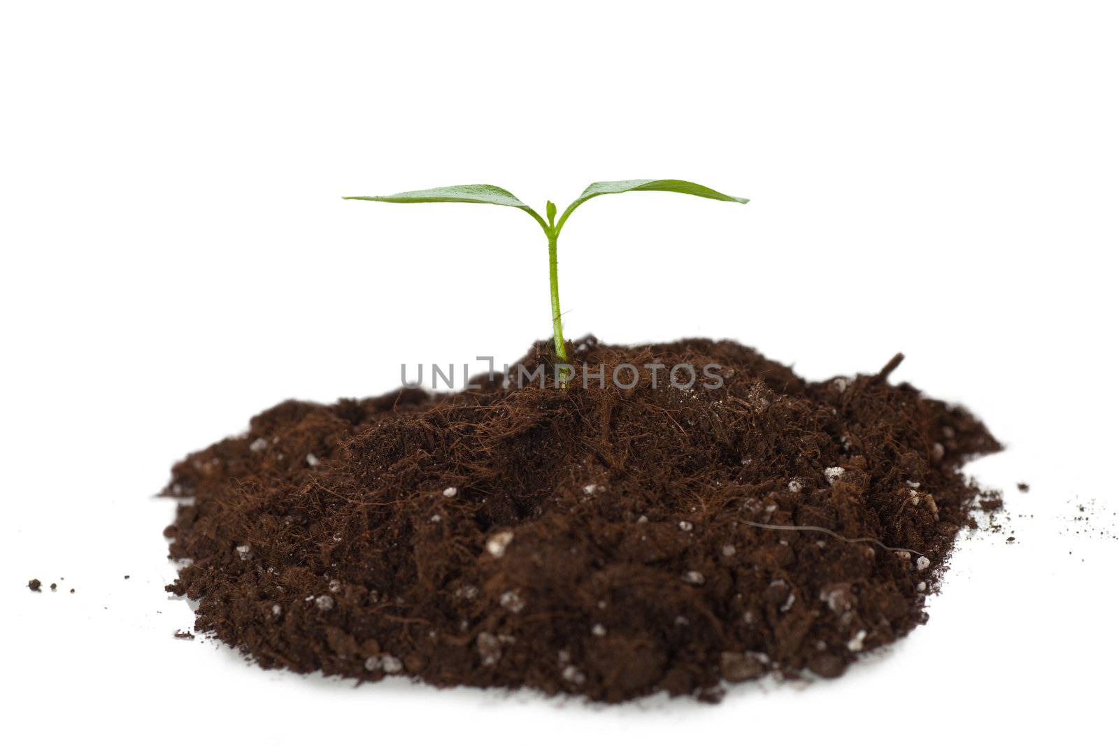 Green sprout growing from soil isolated over white background