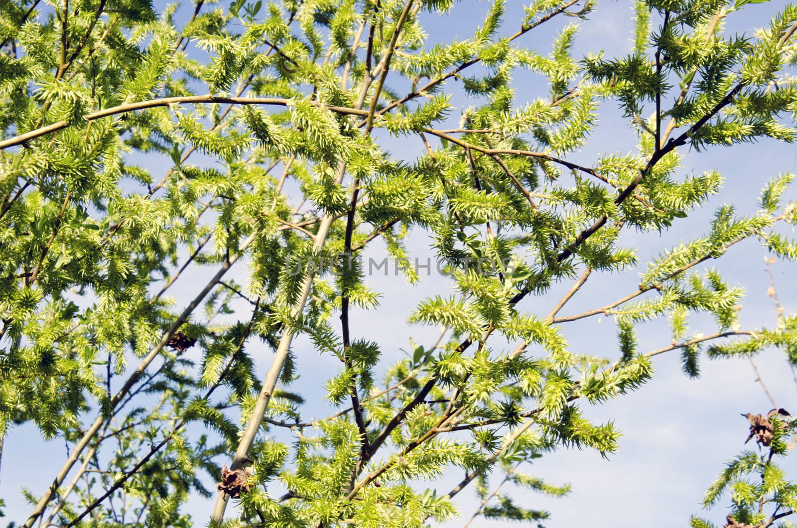 willow tree branches cover with leaves in spring on background of sky.