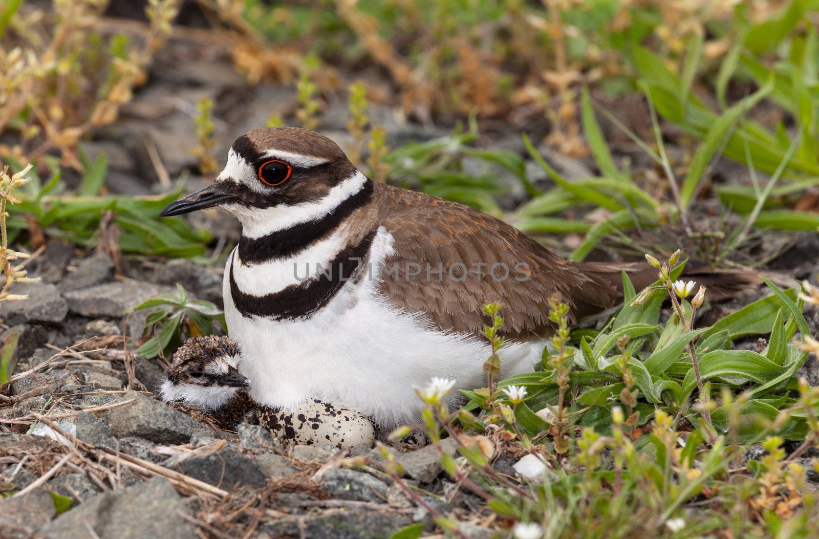 Close up shot of Killdeer bird at nesting time sitting with chicks and eggs on nest