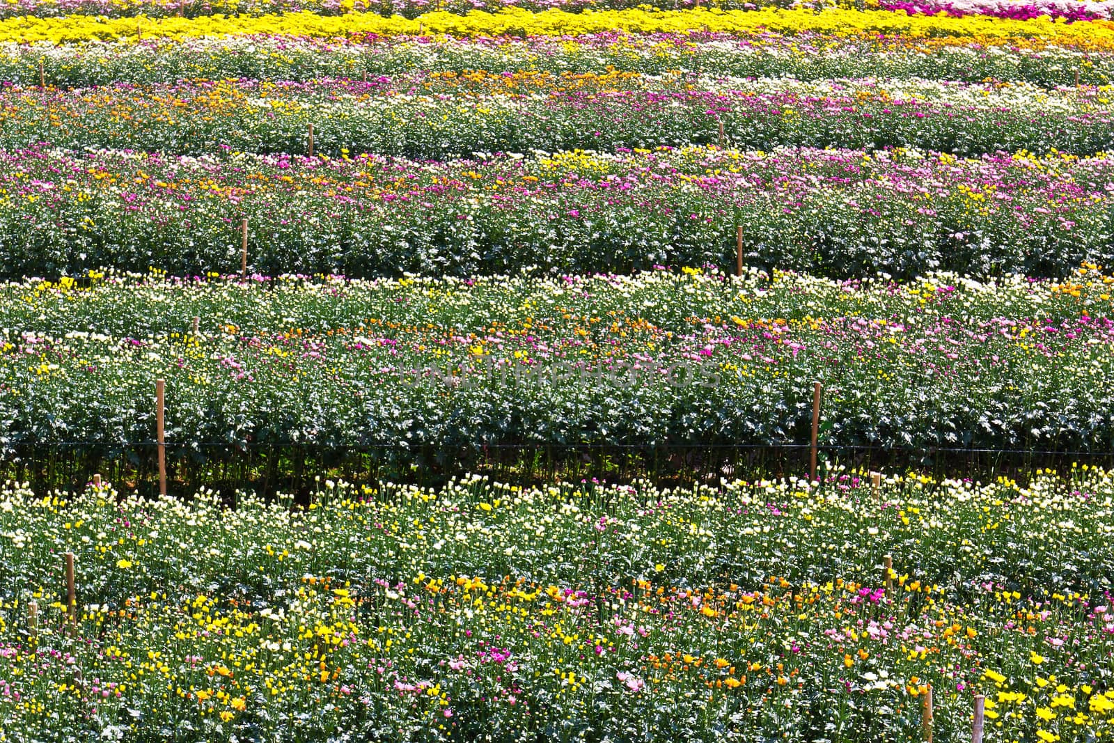 Colorful  chrysanthemum  flowers in garden