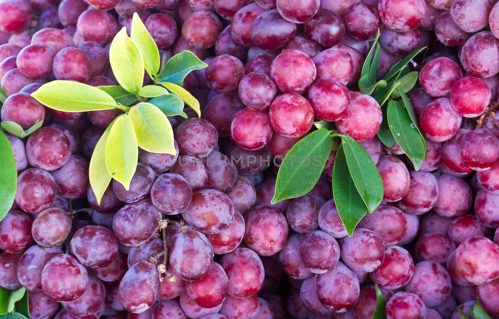 Fresh grape fruit in the market