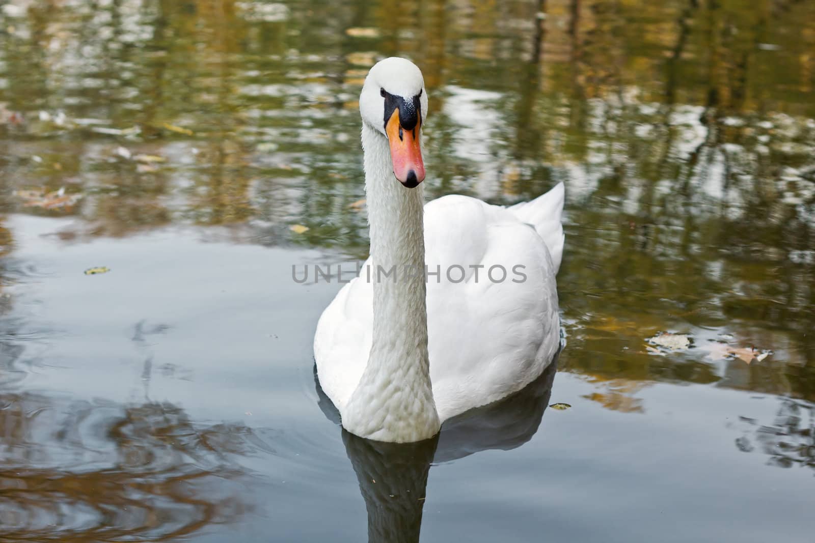 swan on lake by milinz