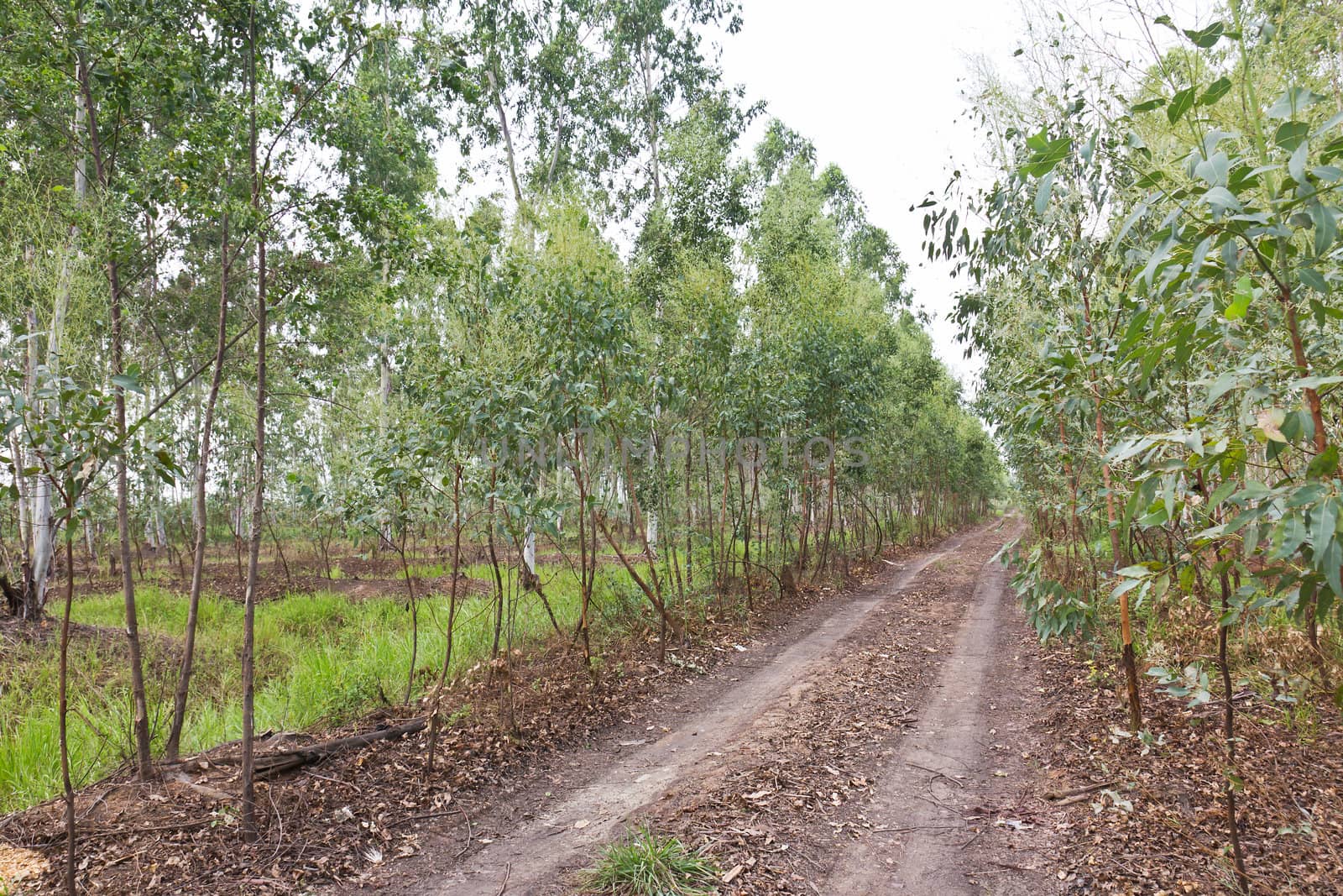 Plantation of Eucalyptus in Thailand