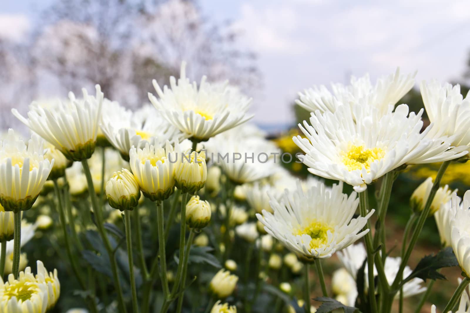 White chrysanthemum  flowers in garden