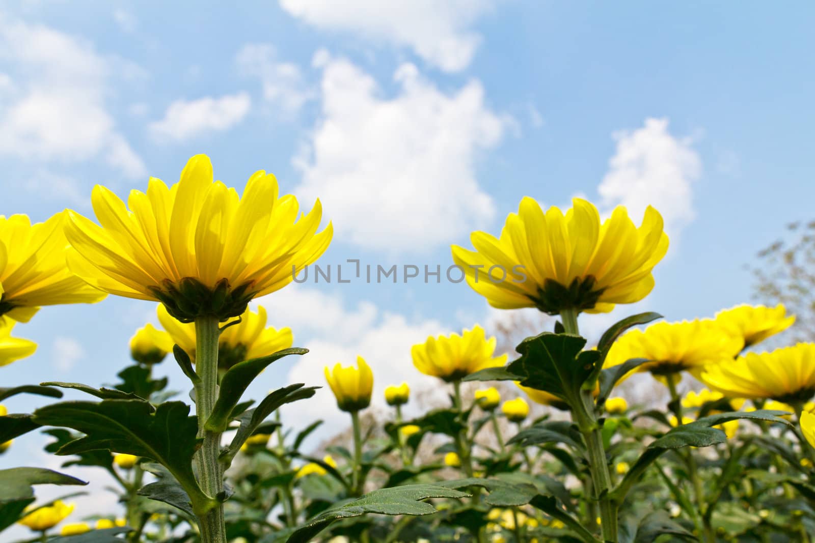 Colorful  yellow chrysanthemum  flowers in garden