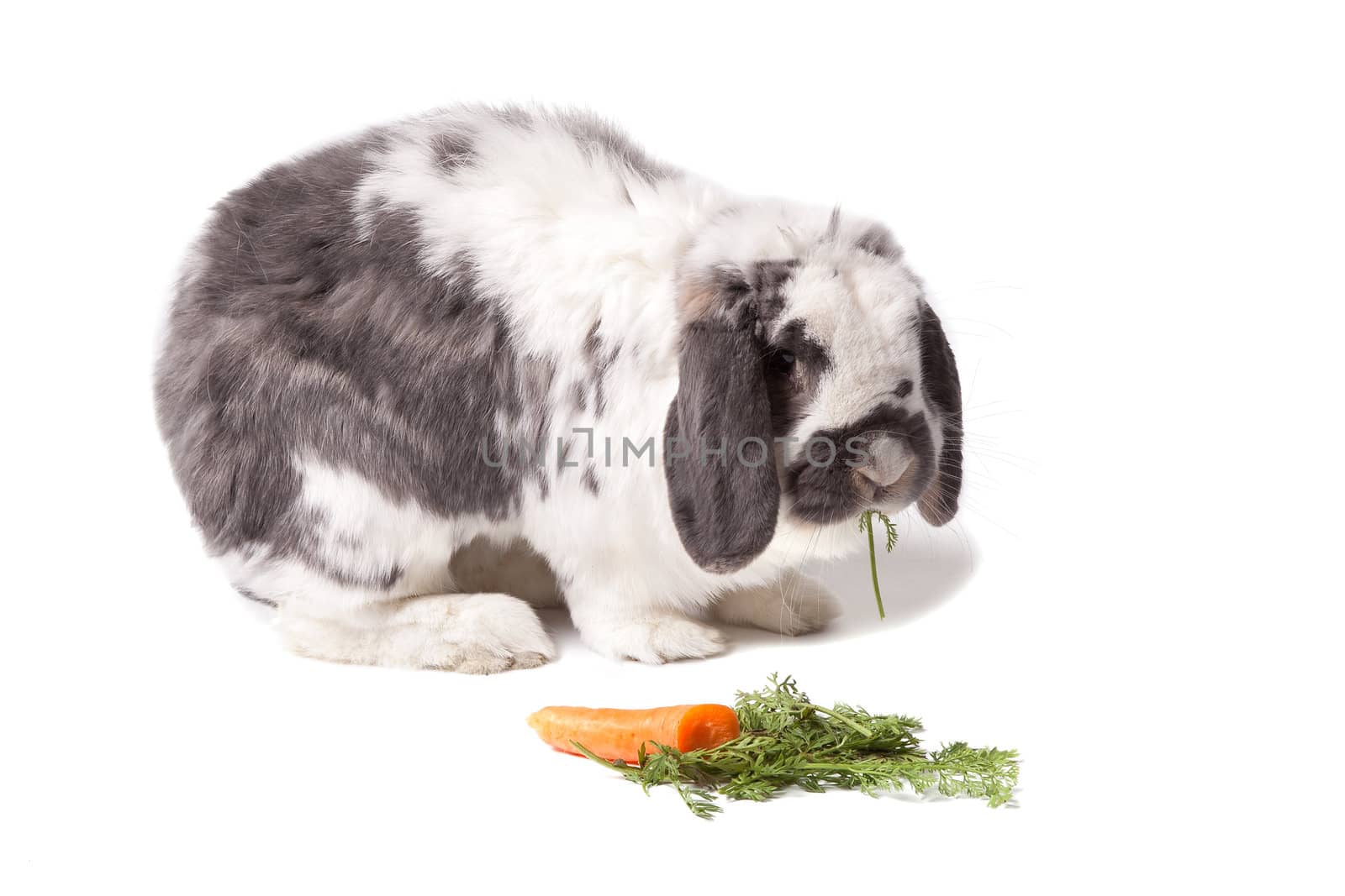 Cute Grey and White Bunny Rabbit Facing Right Eating Carrot On White by scheriton