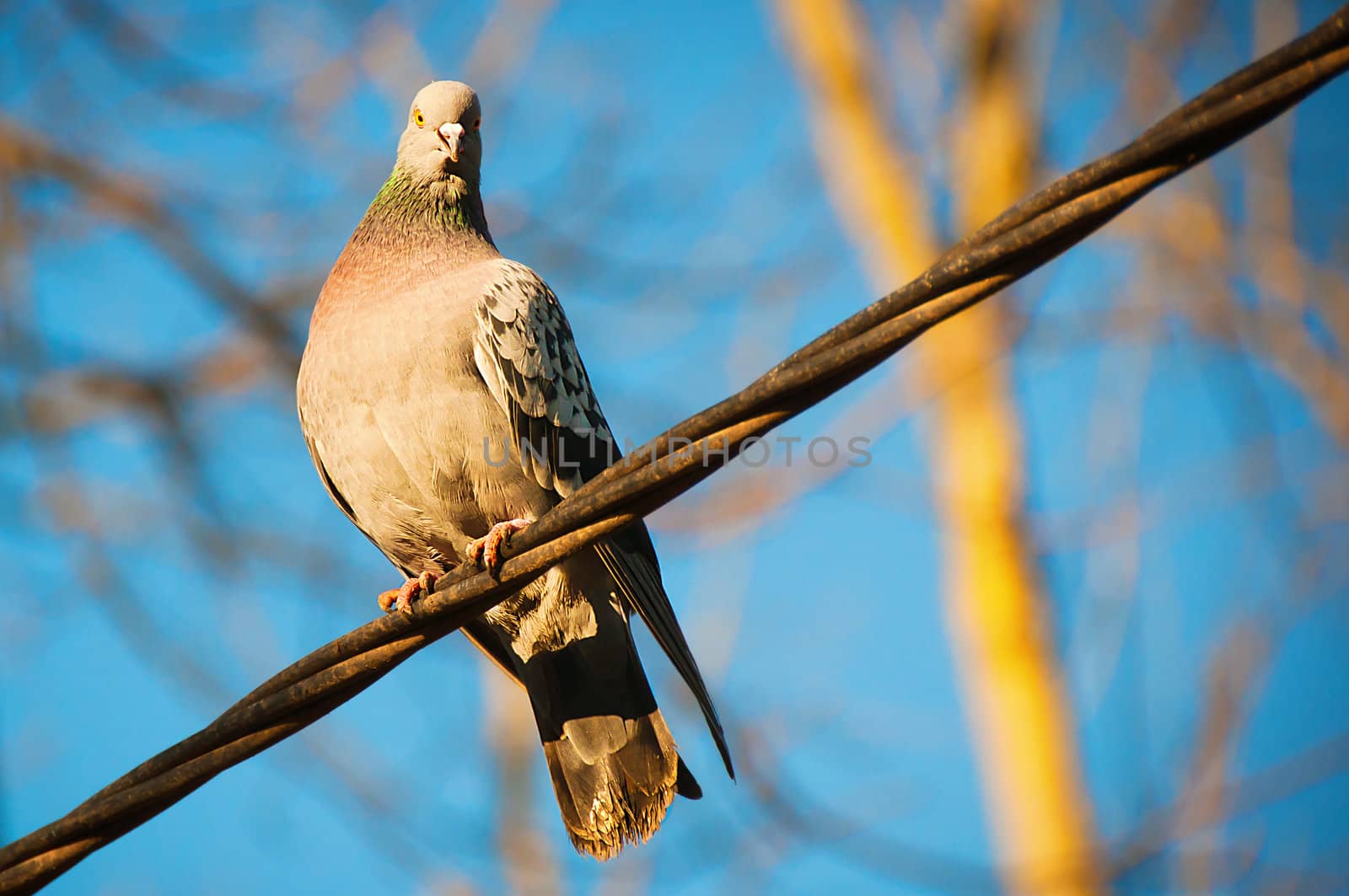 Pigeon by alena0509