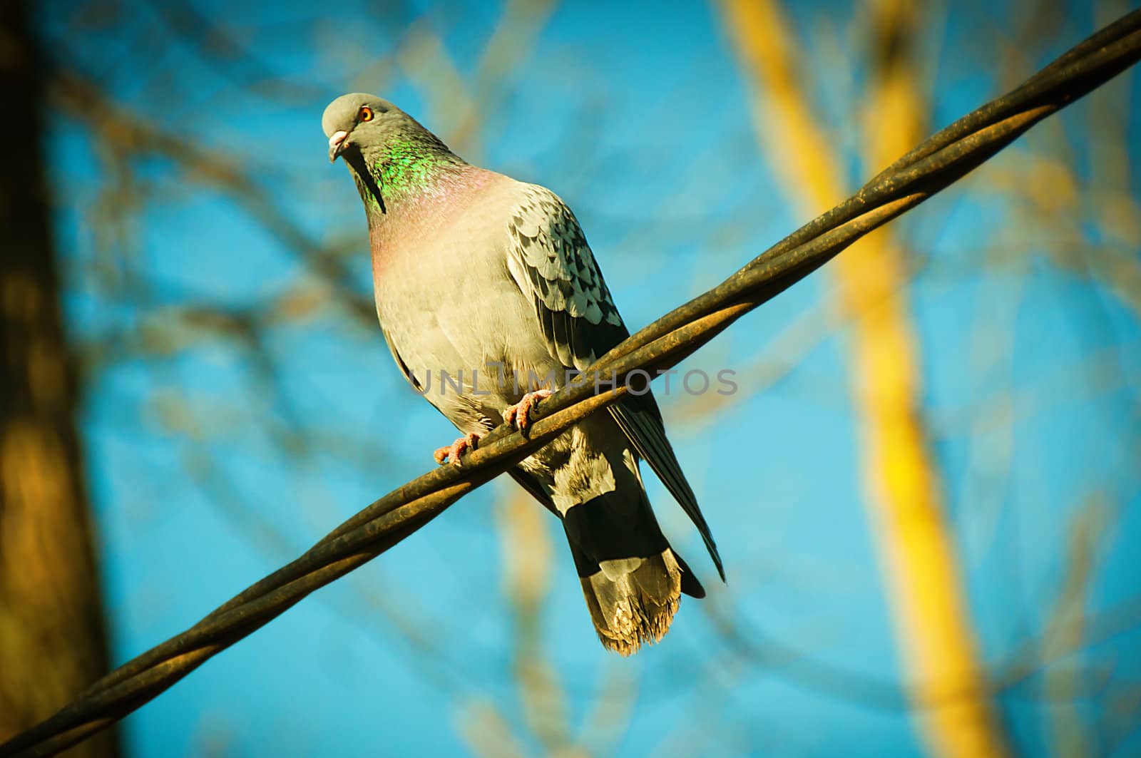 The beautiful pigeon sits on a wire and looks afar