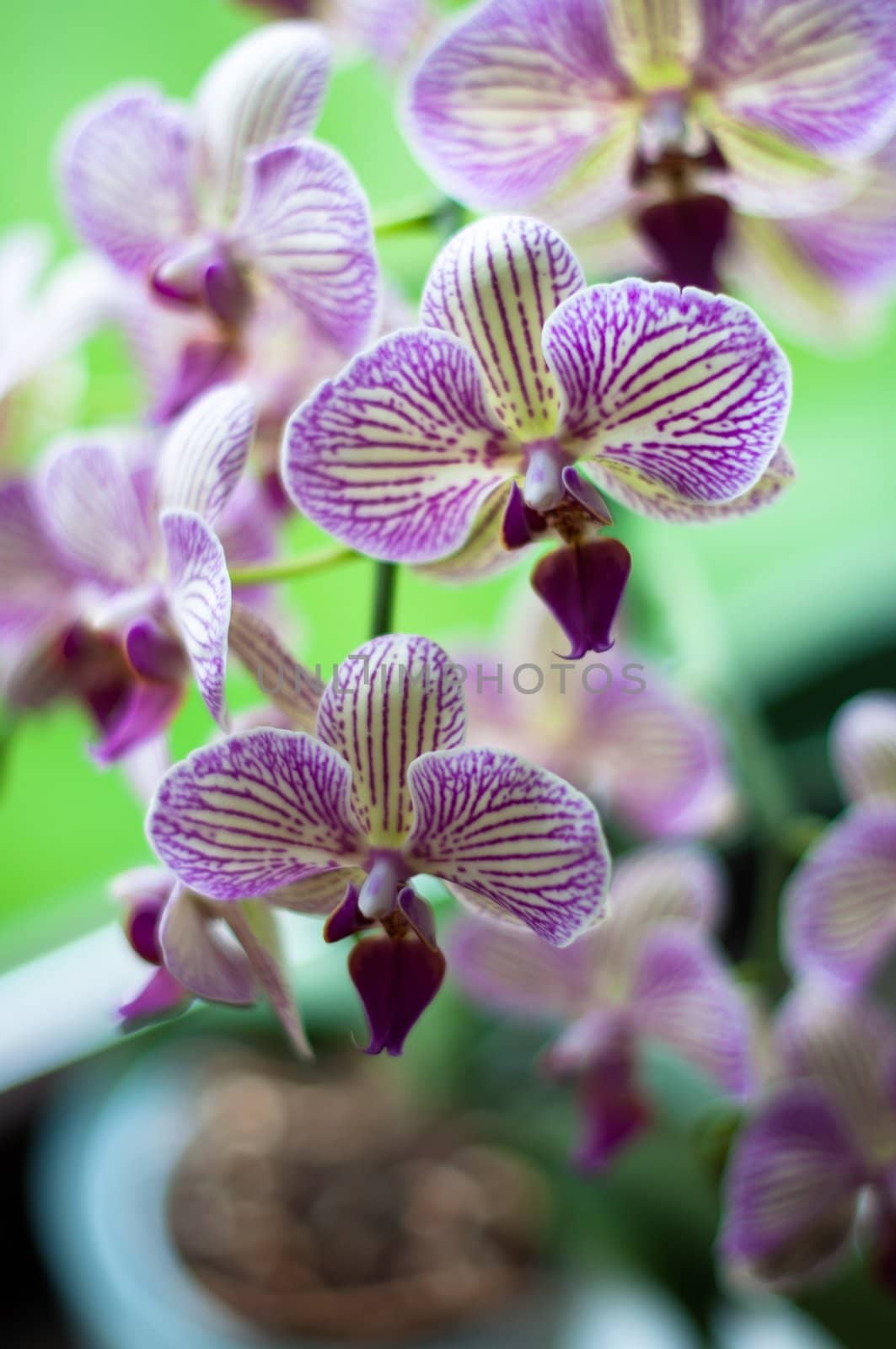 close-up of beautifully textured orchid plants with flowers