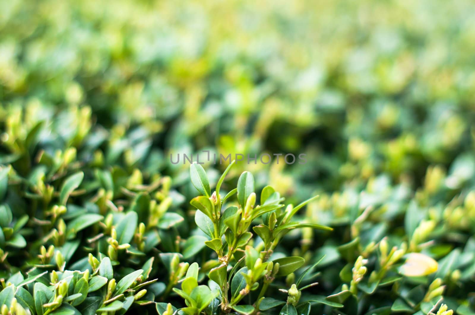 Green leaves on branches of buxus in summer daylight