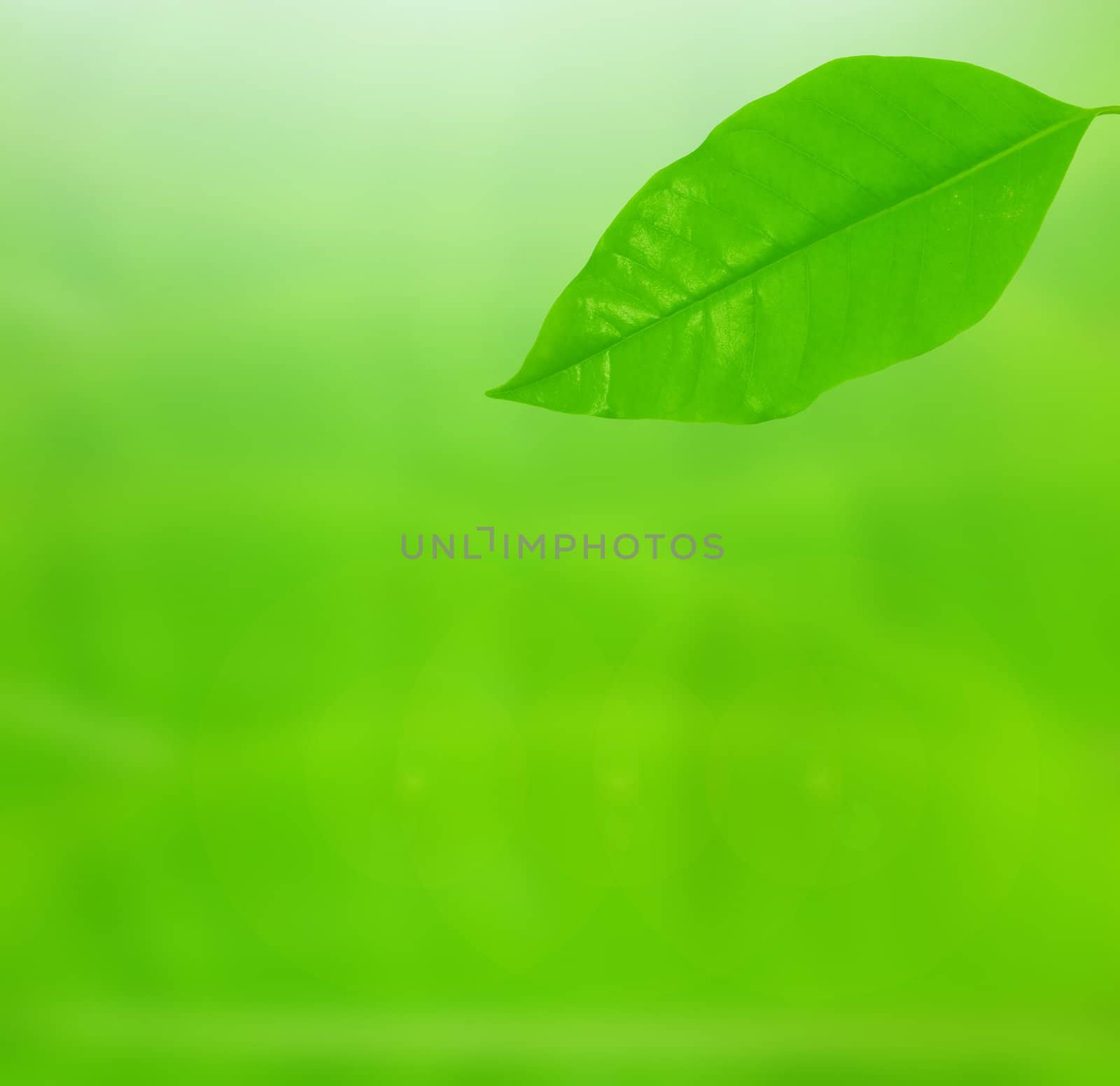 Green leaf over background