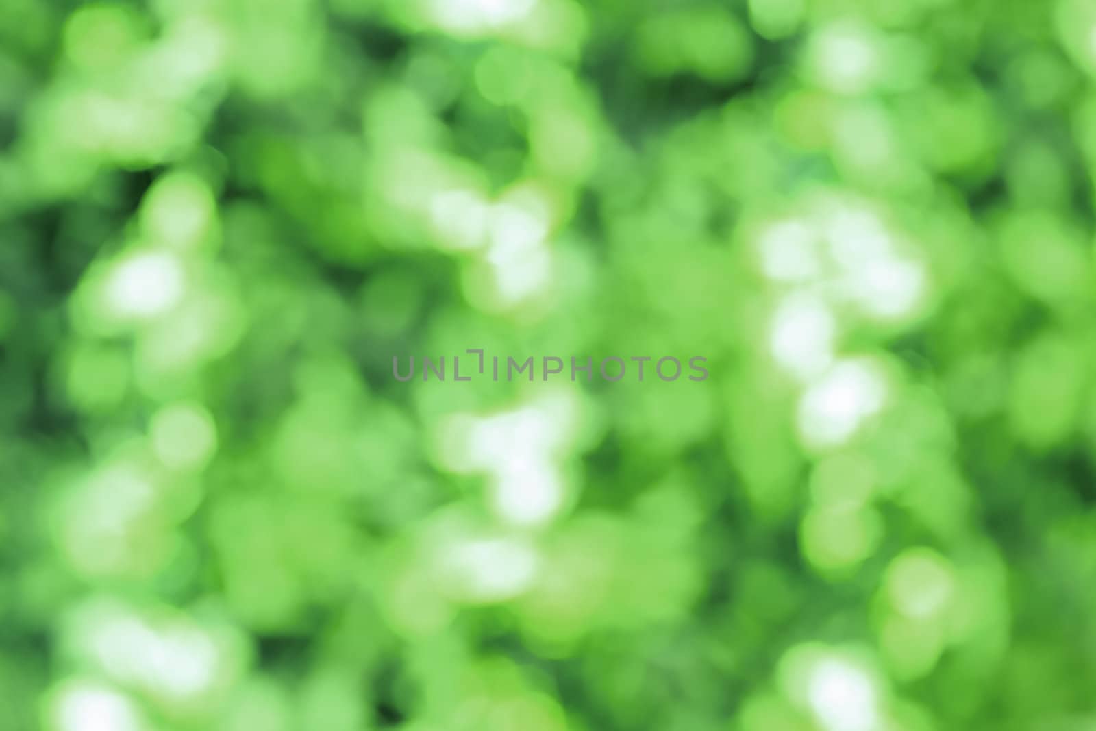 Abstract green blurred bokeh for background or backdrop use