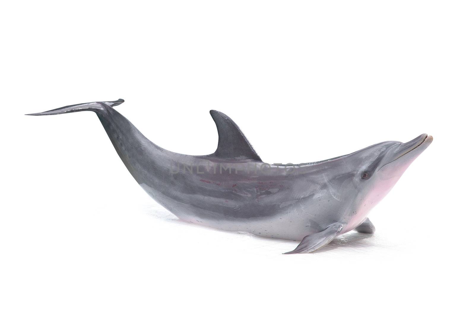 Dolphin isolated on white background