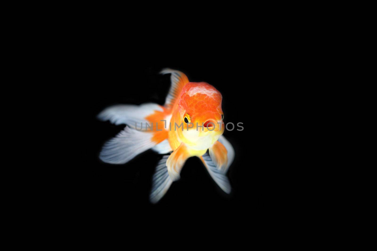 Gold fish on black background