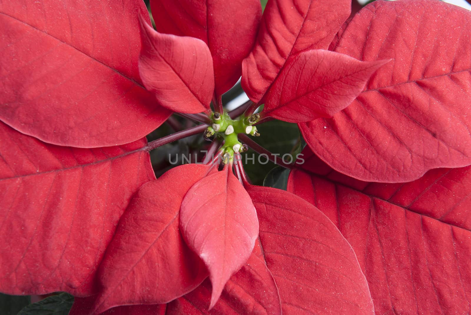 Closeup of the typical red leaves of a poinsettia.