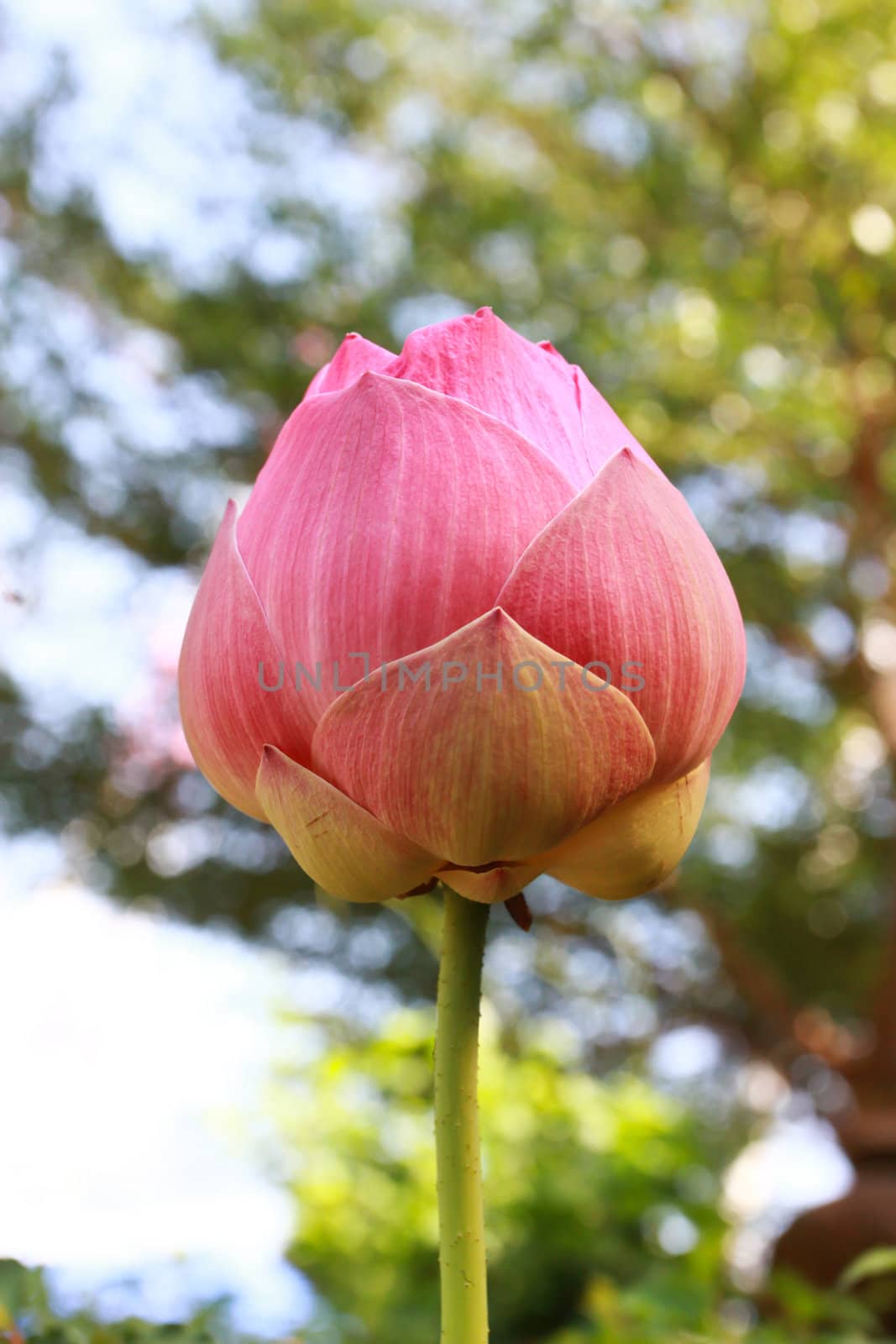 pink lotus by bajita111122