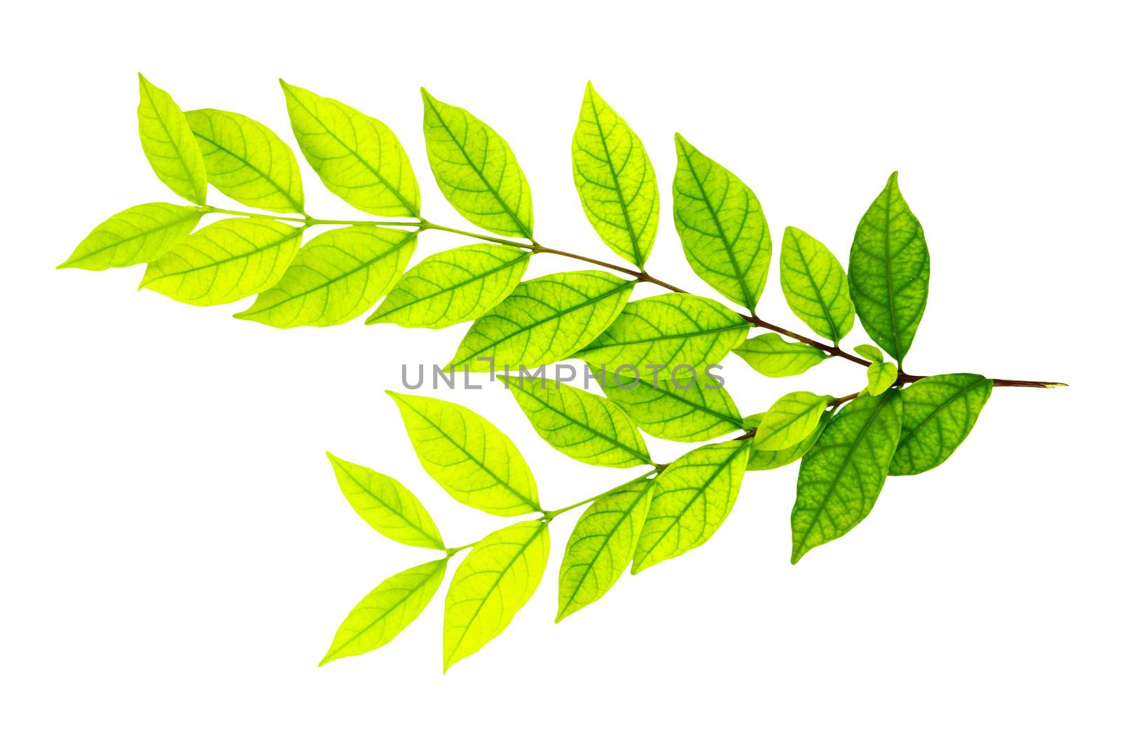 Green leaf isolated on white background by bajita111122