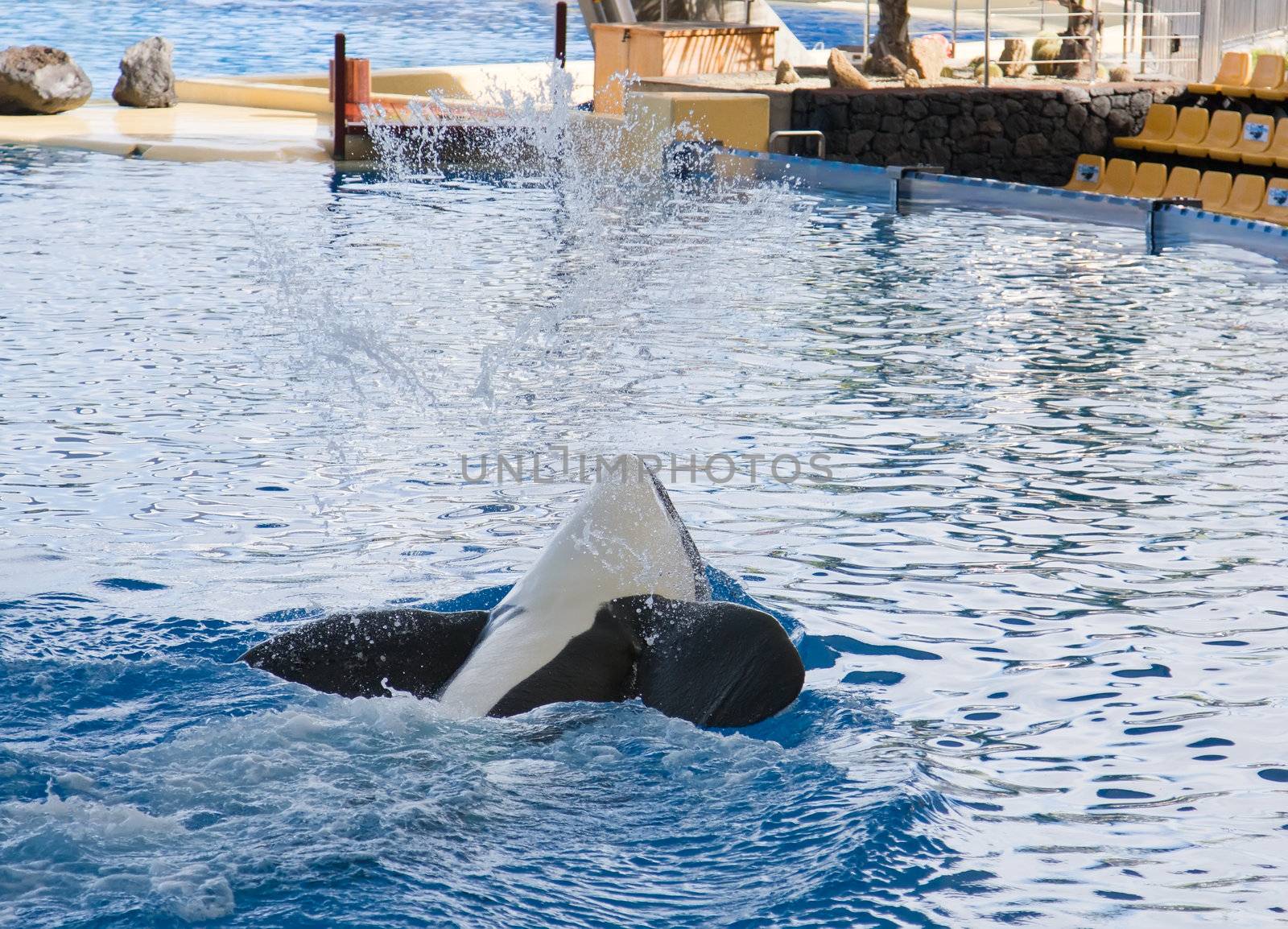 Orca whale Orcinus orca Show Loro Parque Tenerife  Canarian islands