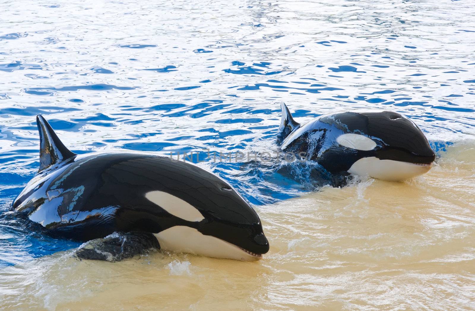 Orca whale Orcinus orca Show Loro Parque Tenerife  Canarian islands