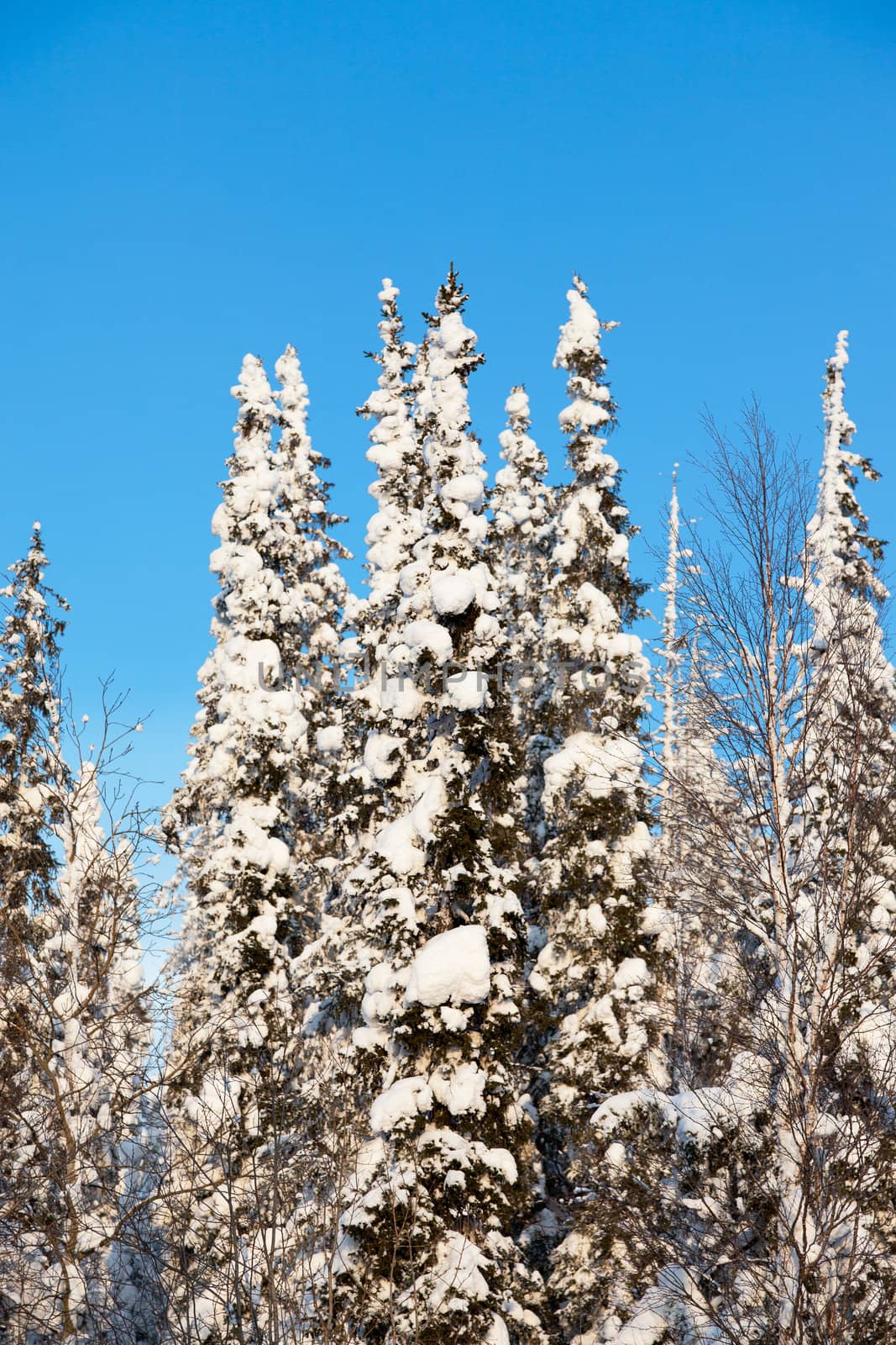 snow-covered fir tree by Discovod