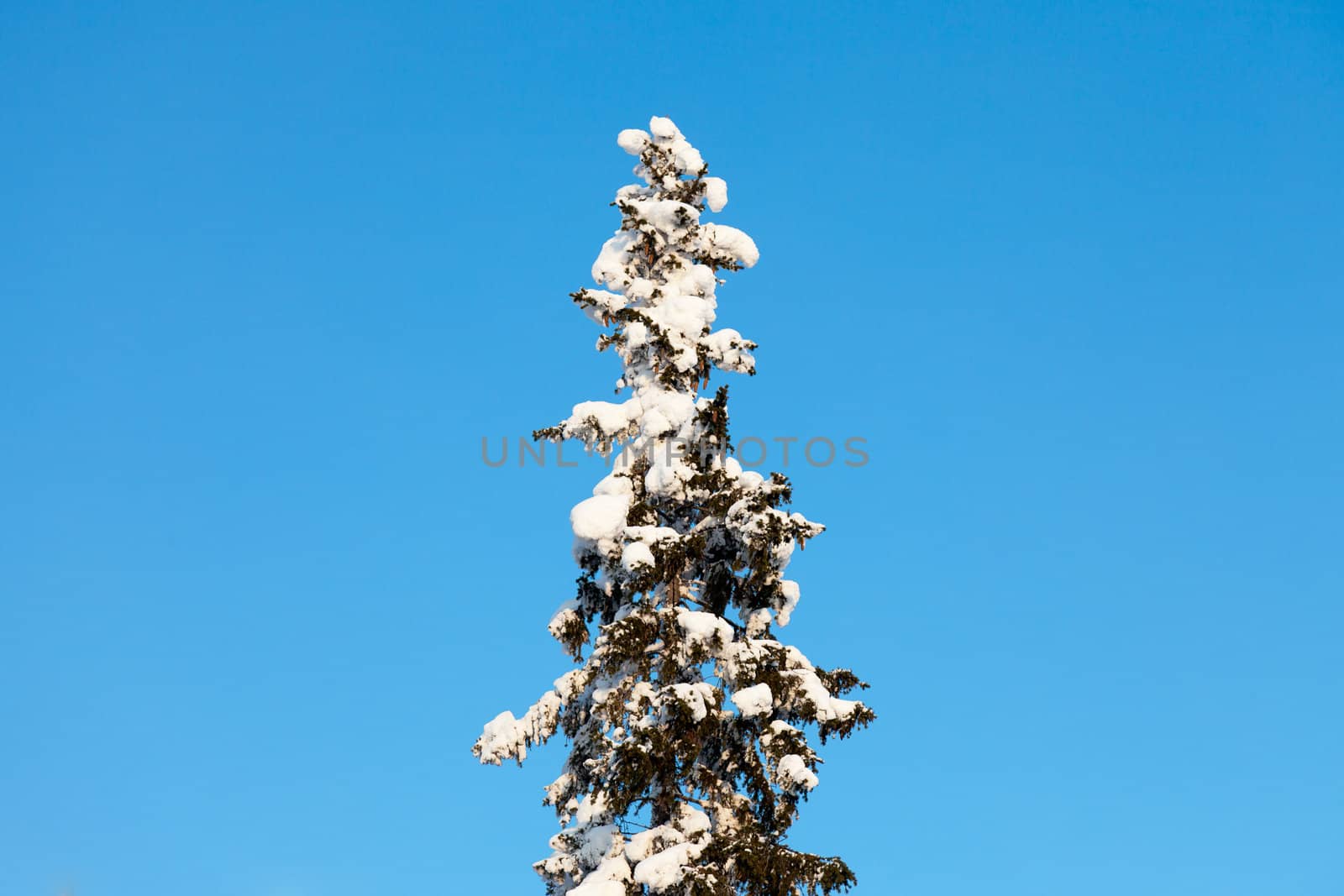 snow-covered fir tree by Discovod