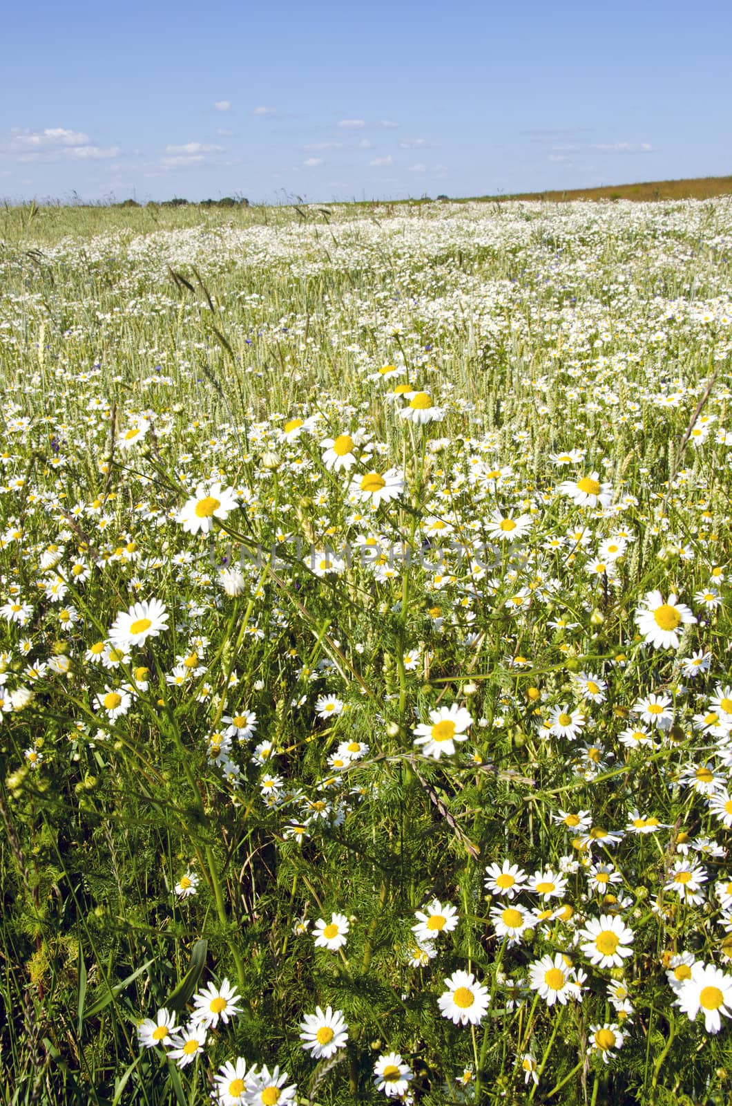 background of agriculture field marguerite flowers by sauletas